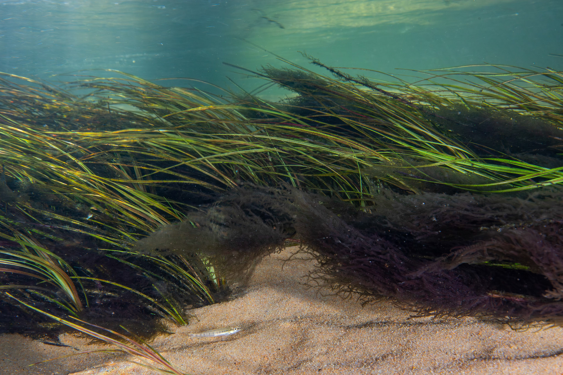 Blackbanded darter (Percina nigrofasciata)