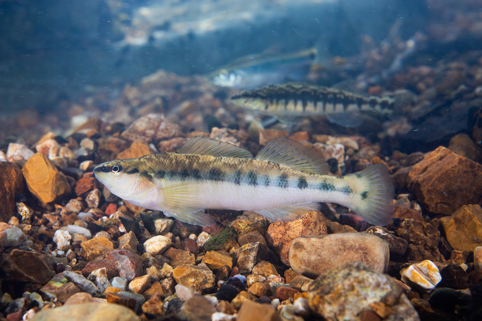 Blackbanded Darter (Percina nigrofasciata)