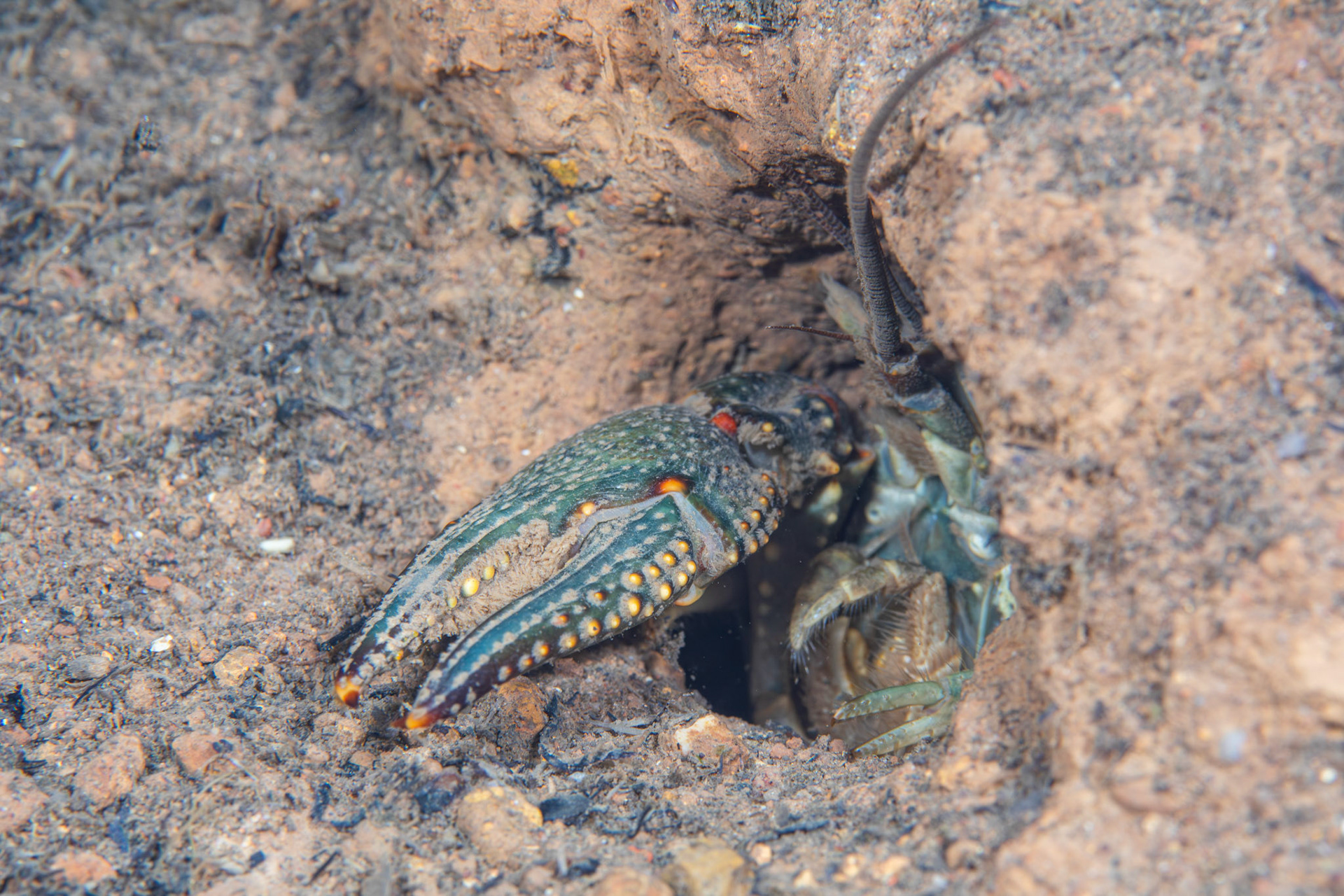 Virile Crayfish