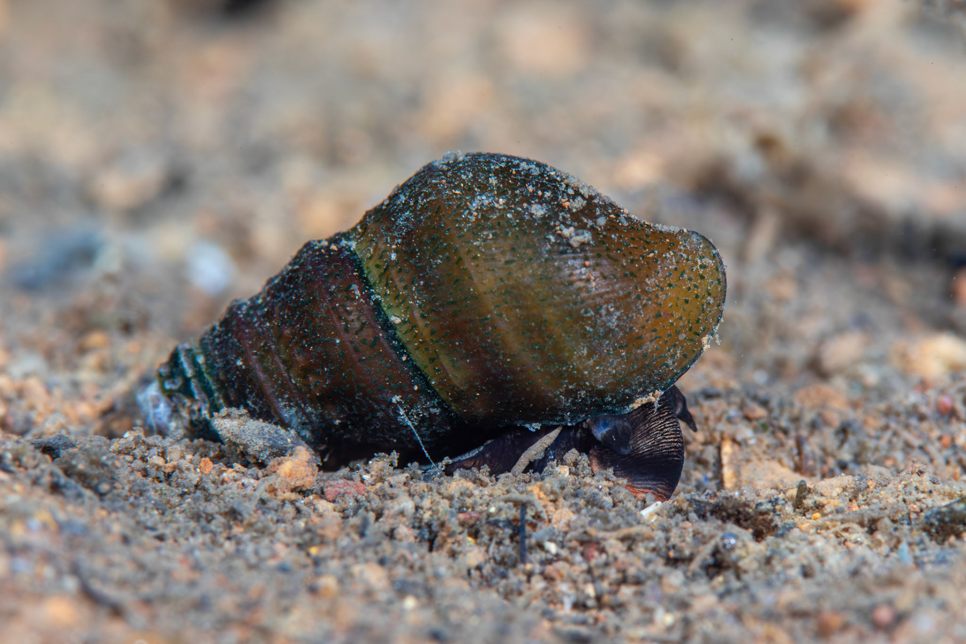 Elimia mintoni