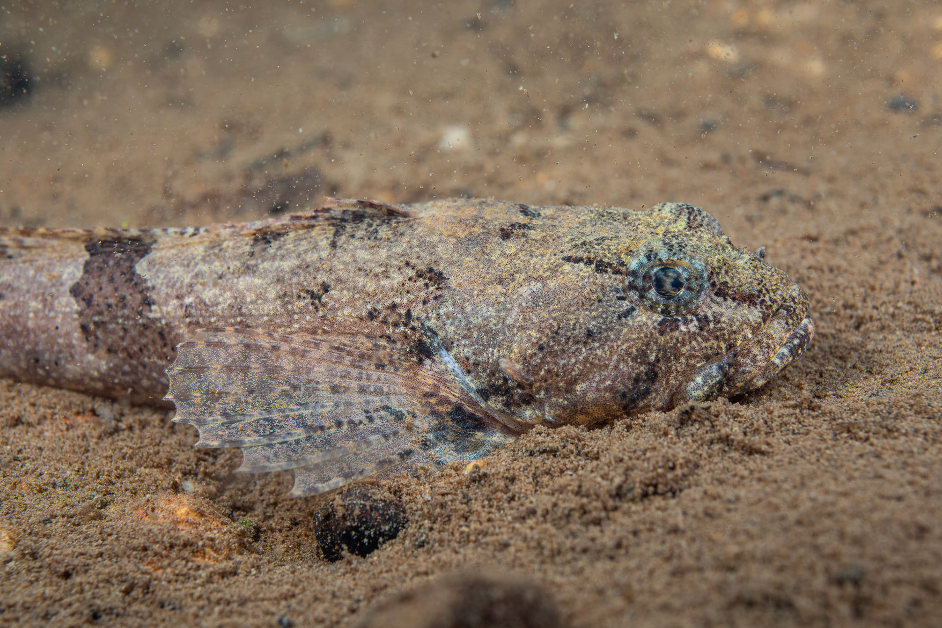 Banded Sculpin