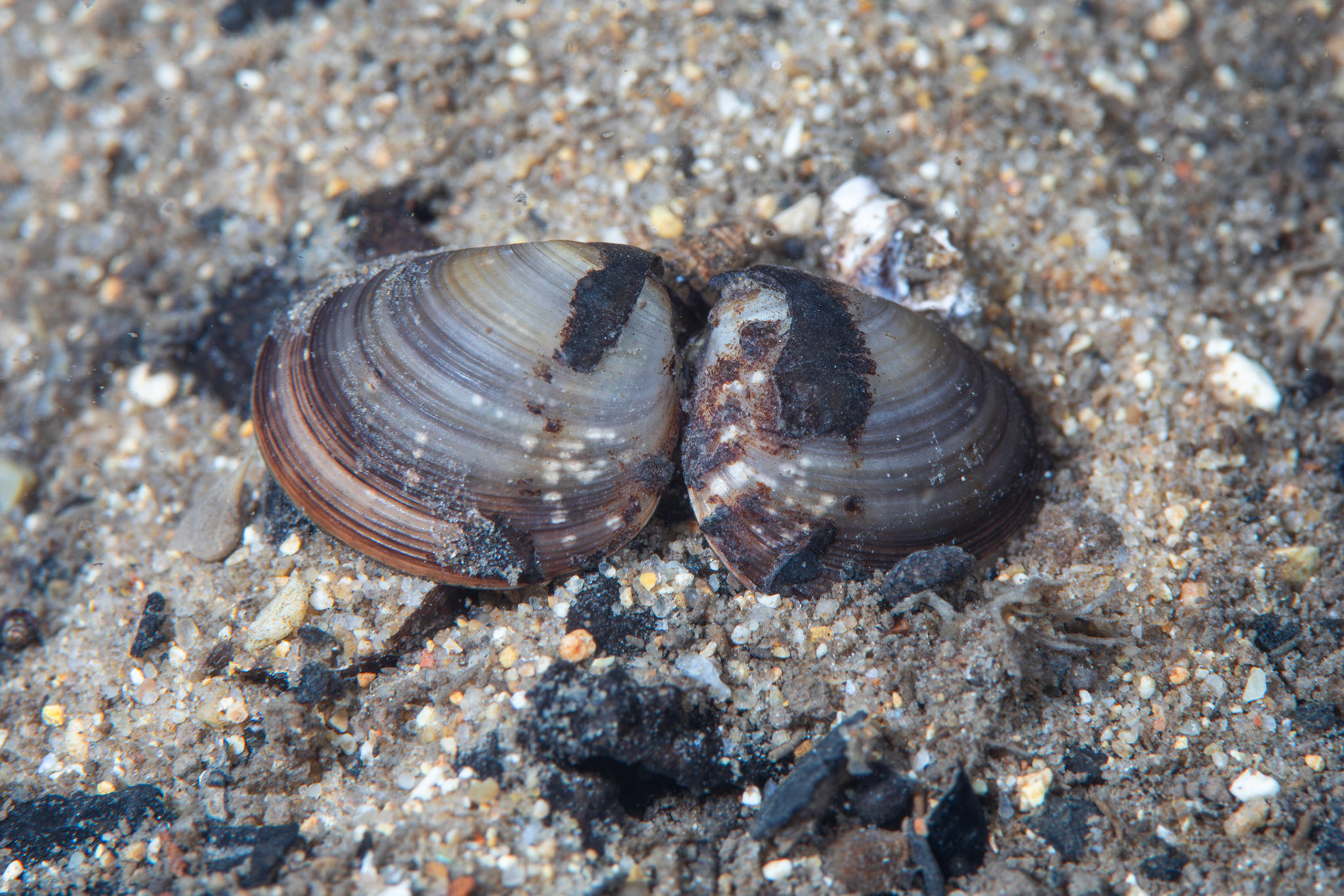 Unidentified Bivalve