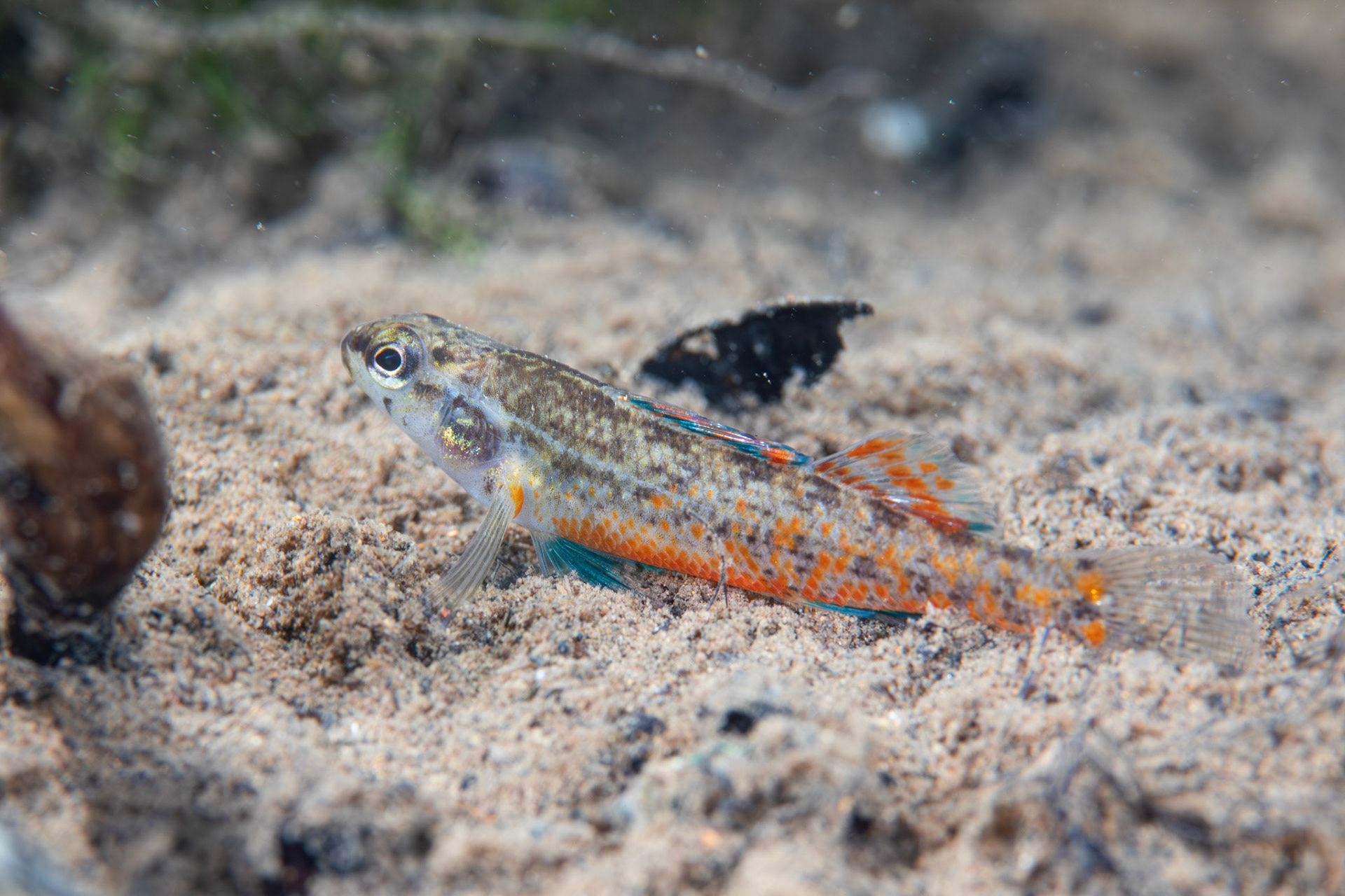 Watercress Darter (Etheostoma nuchale)