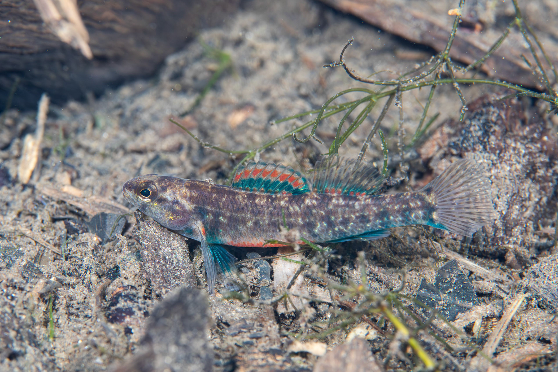 Watercress Darter