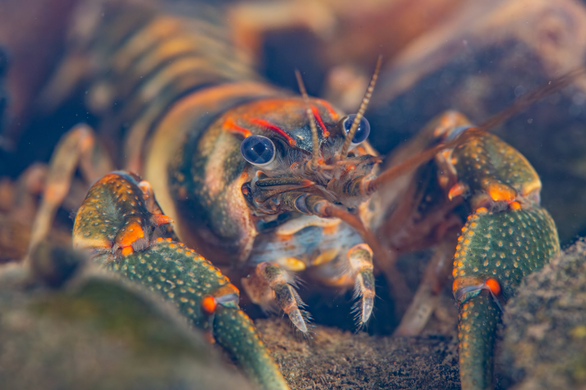 Coosa Crayfish (Cambarus coosae)