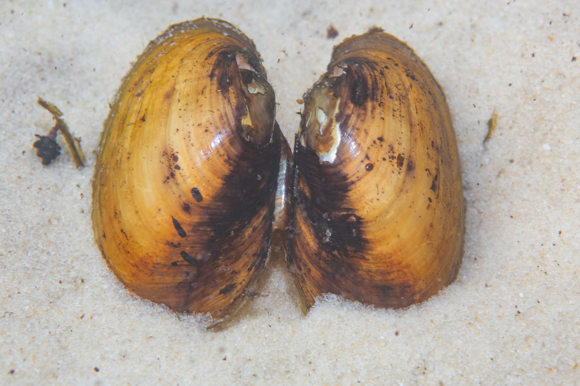 Rough Fatmucket (Lampsilis straminea)