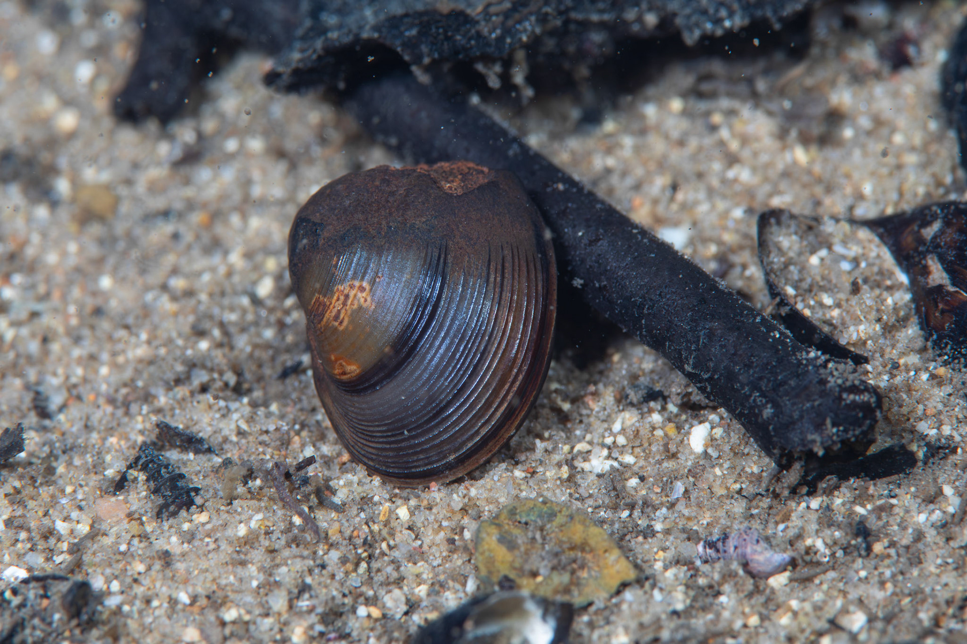 Unidentified Bivalve