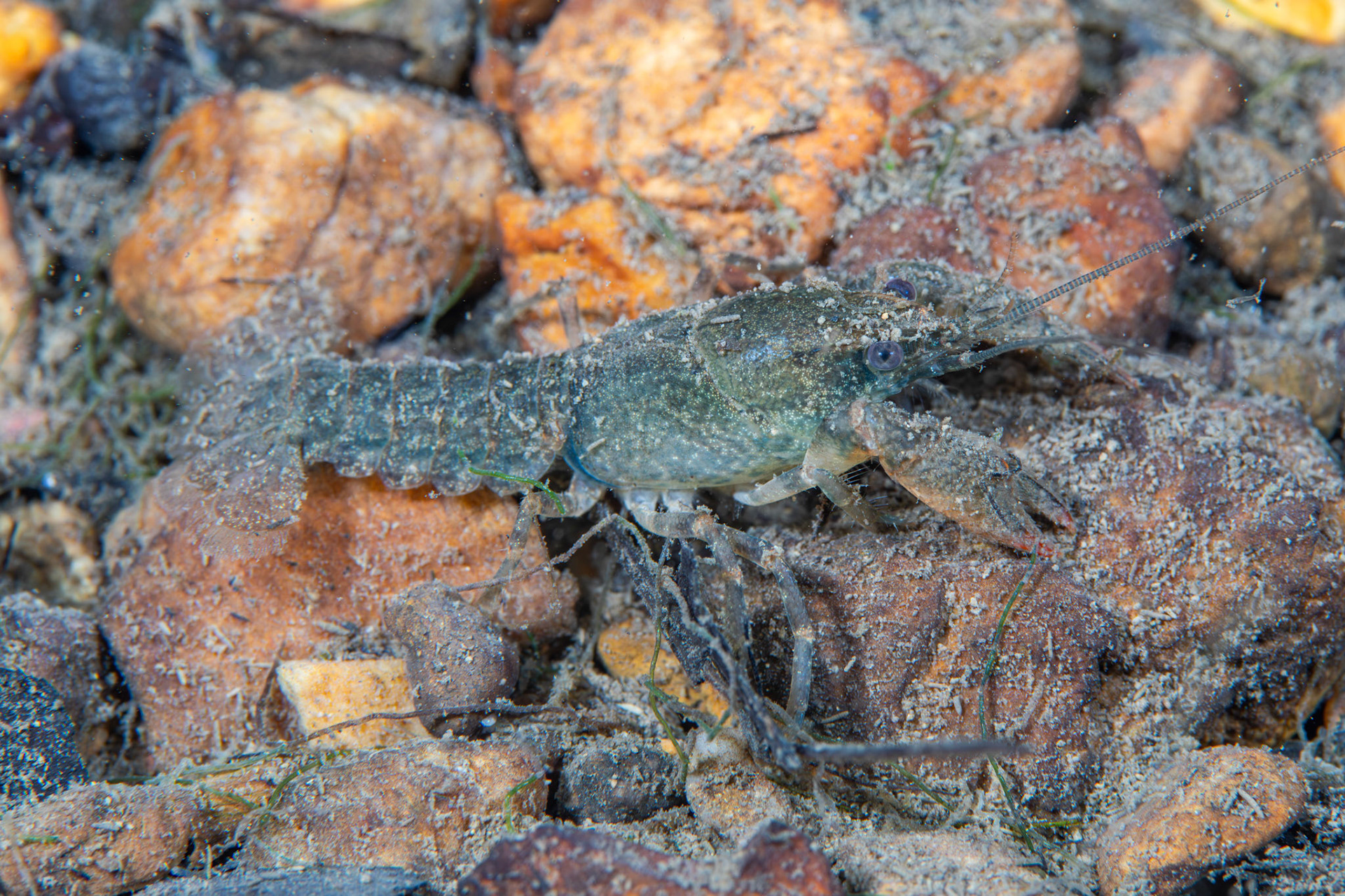 Cambarus sp.