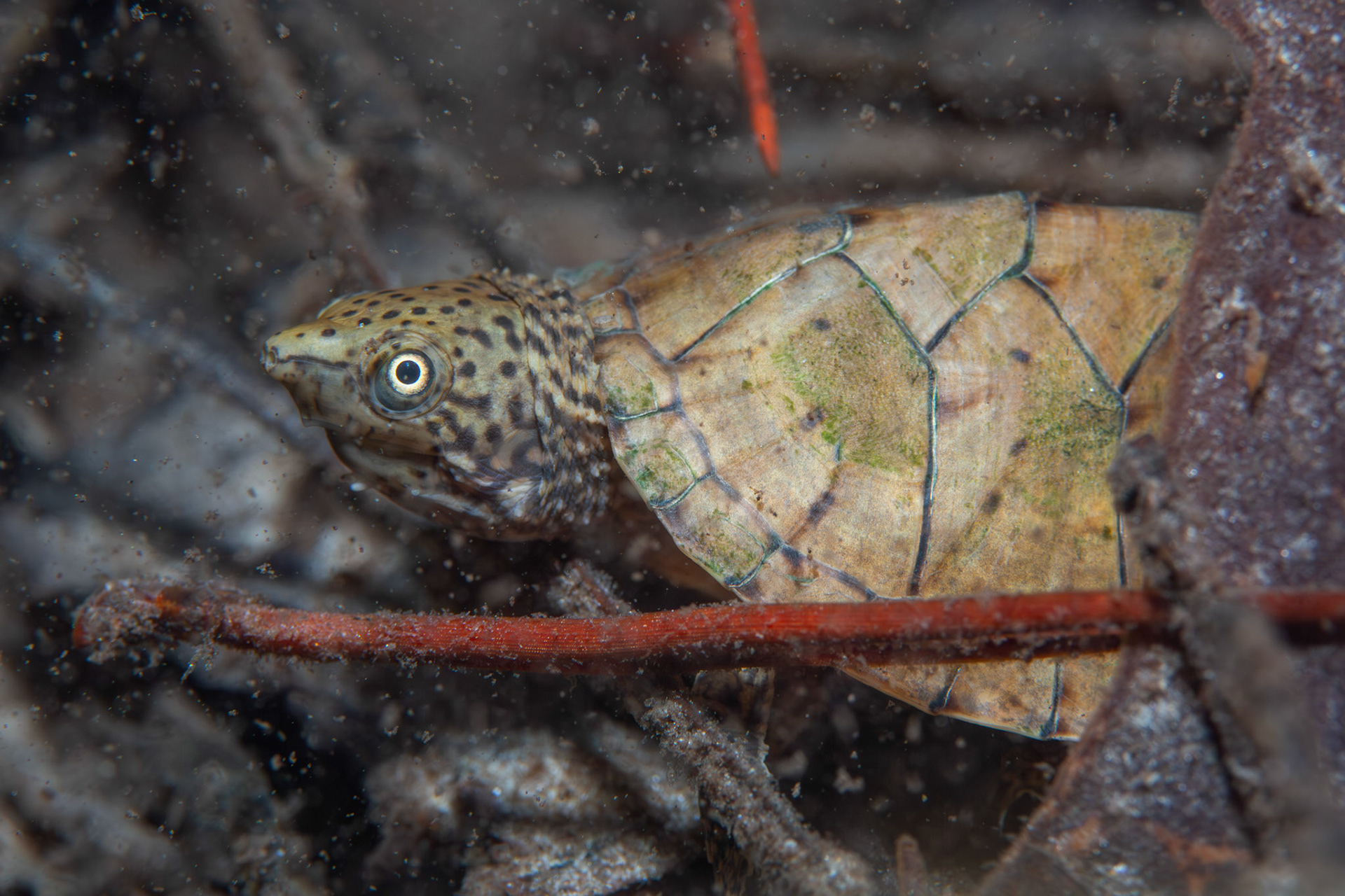 Intermediate Musk Turtle (Sternotherus intermedius)