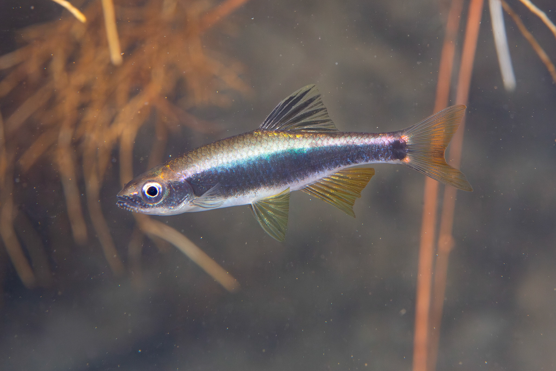 Sailfin Shiner