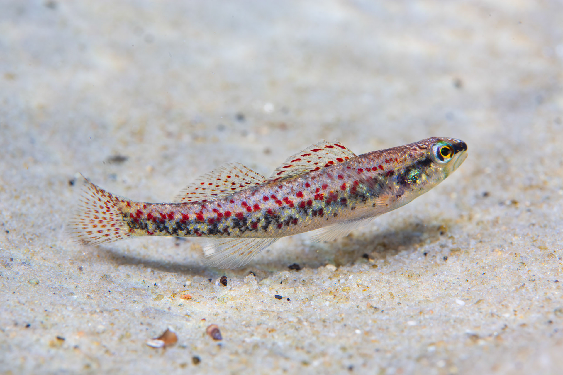 Brown Darter (Etheostoma edwini)