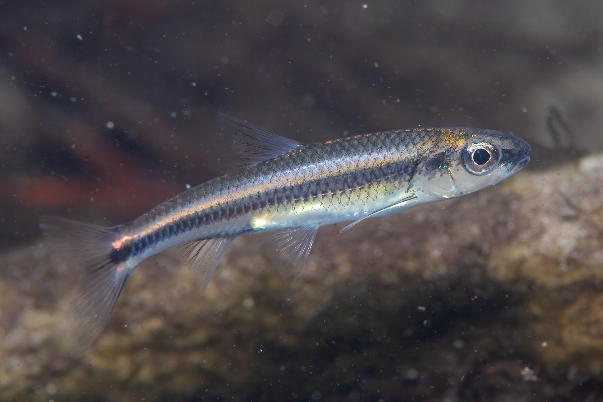 Weed shiner (Alburnops texanus)