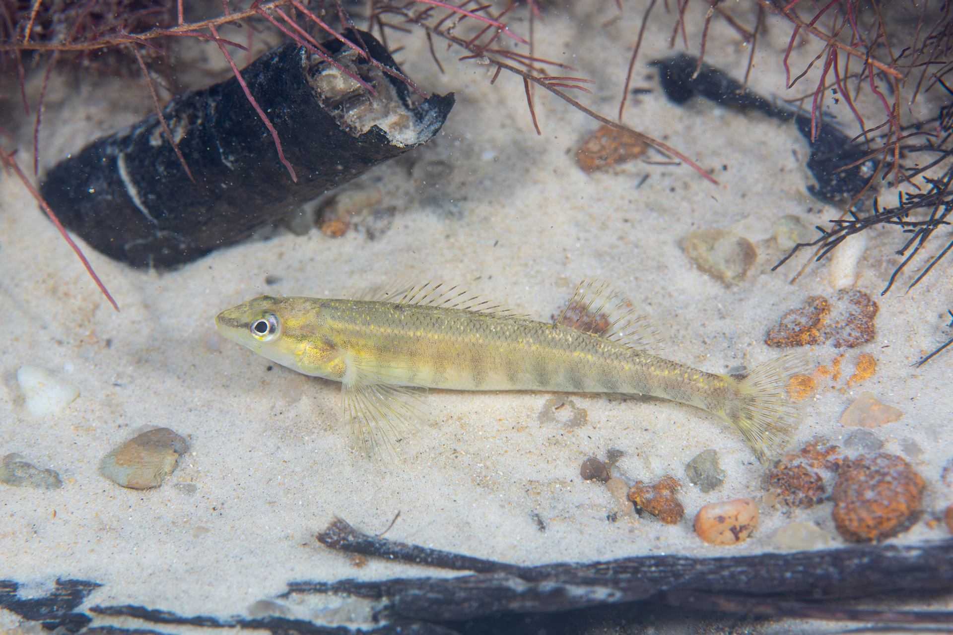 Blackbanded Darter