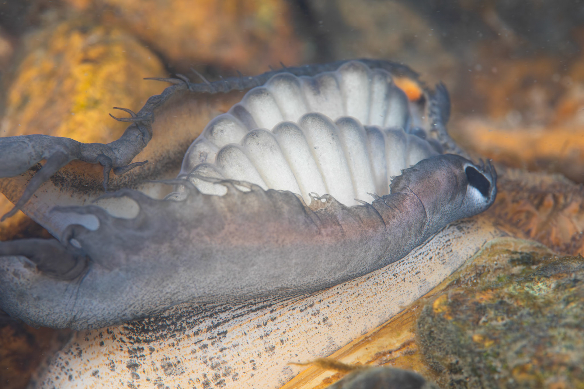 Southern Pocketbook Mussel