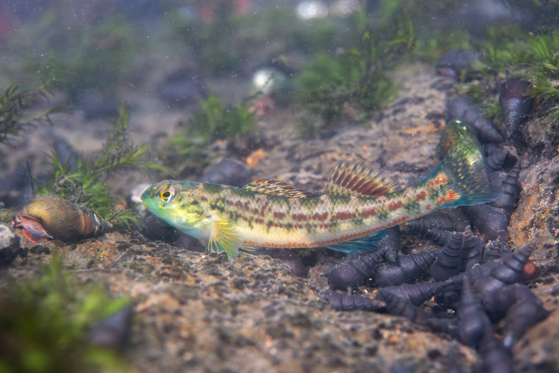 Birmingham Darter (Etheostoma birminghamense)