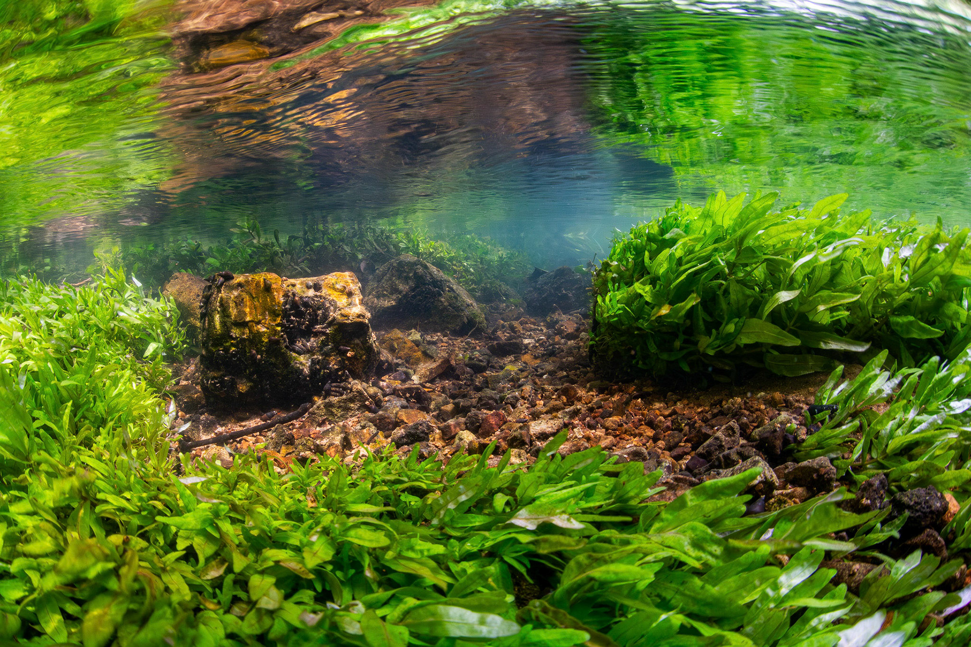 Aquatic vegetation in spring run