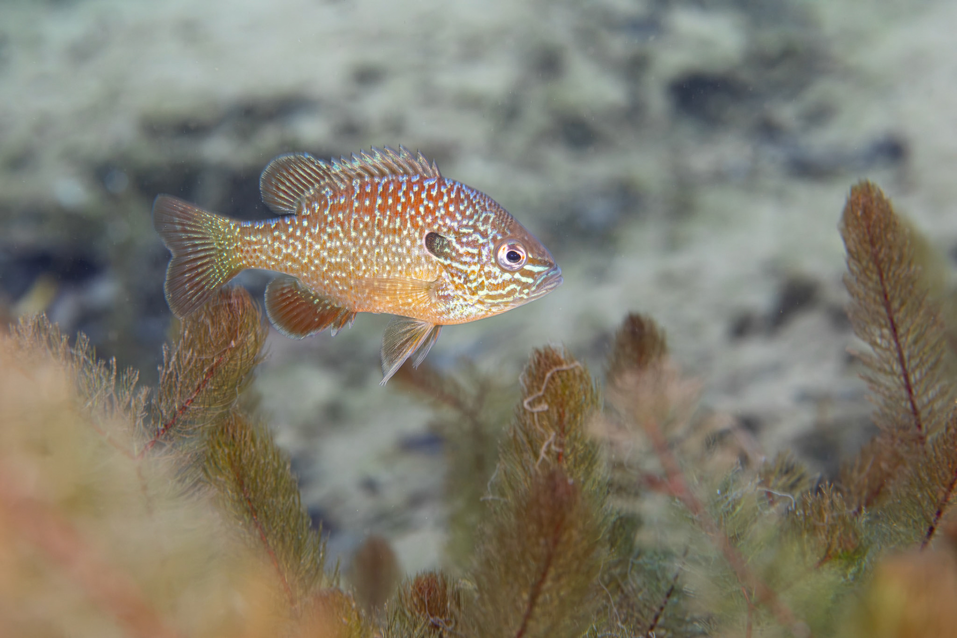 Dollar Sunfish