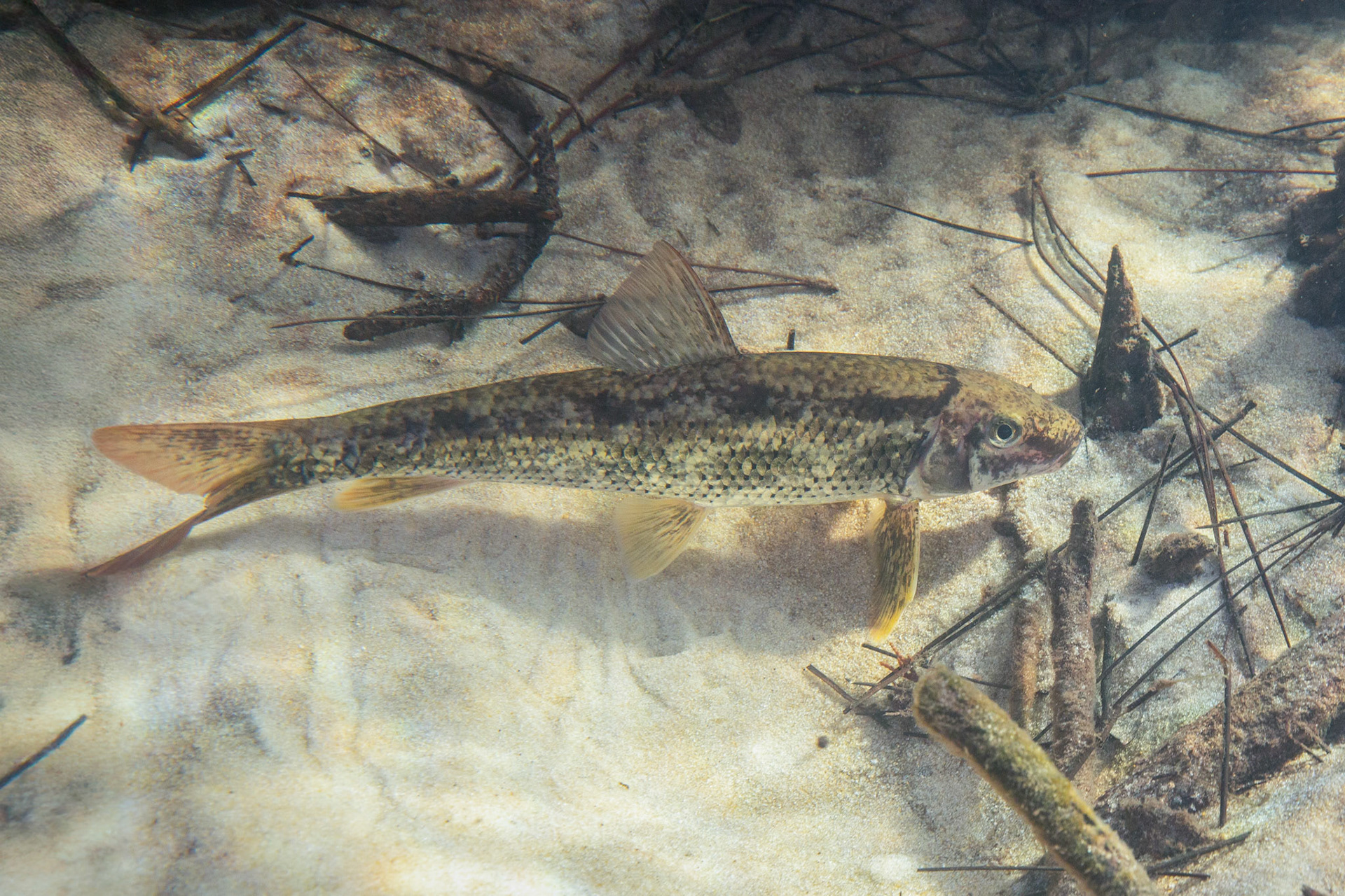 Spotted Sucker (Minytrema melanops)