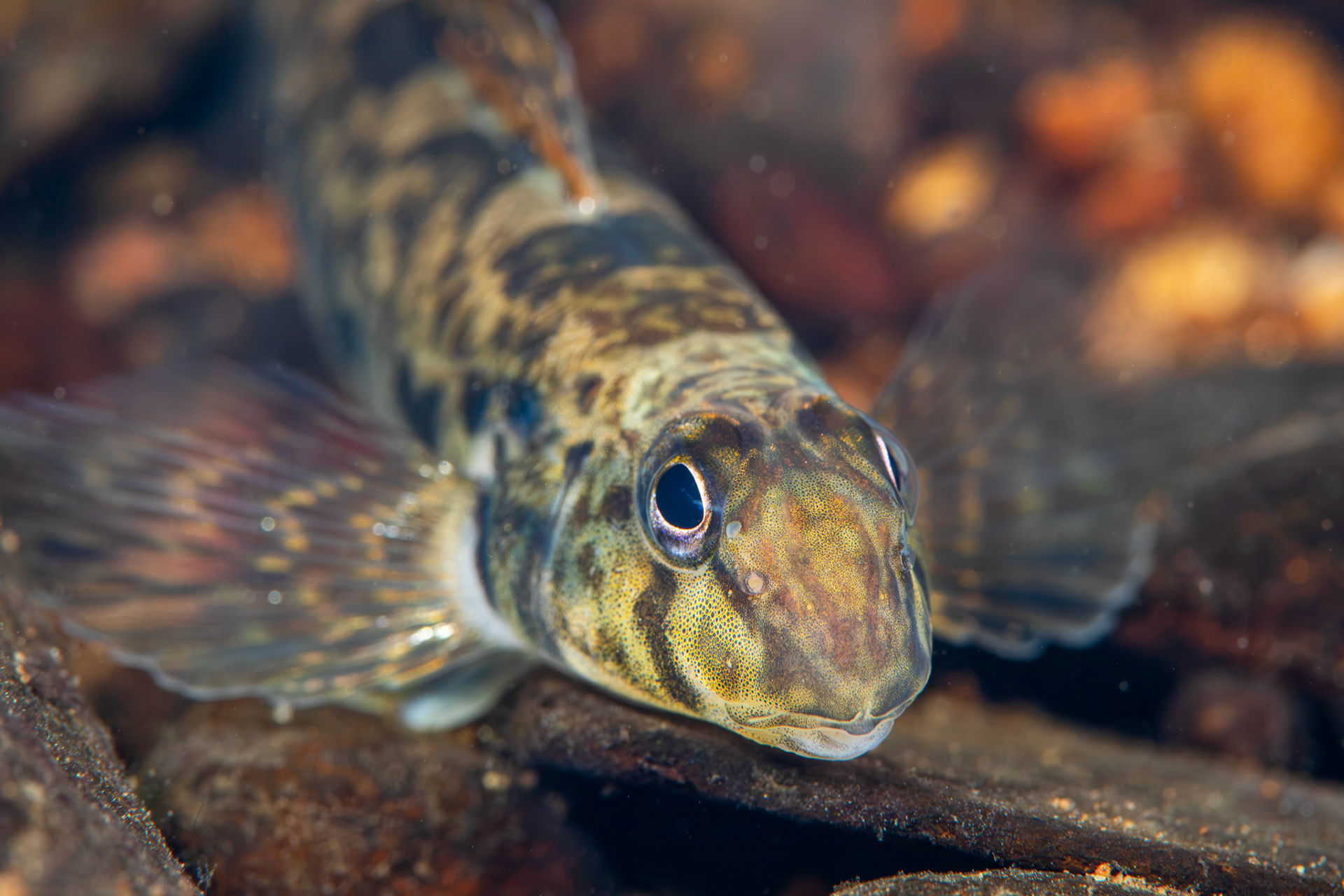 Greenside Darter