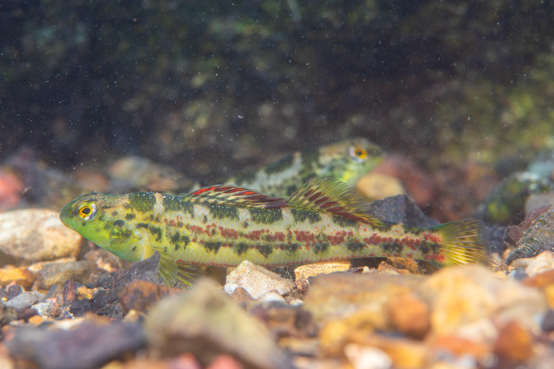 Birmingham Darter (Etheostoma birminghamense)