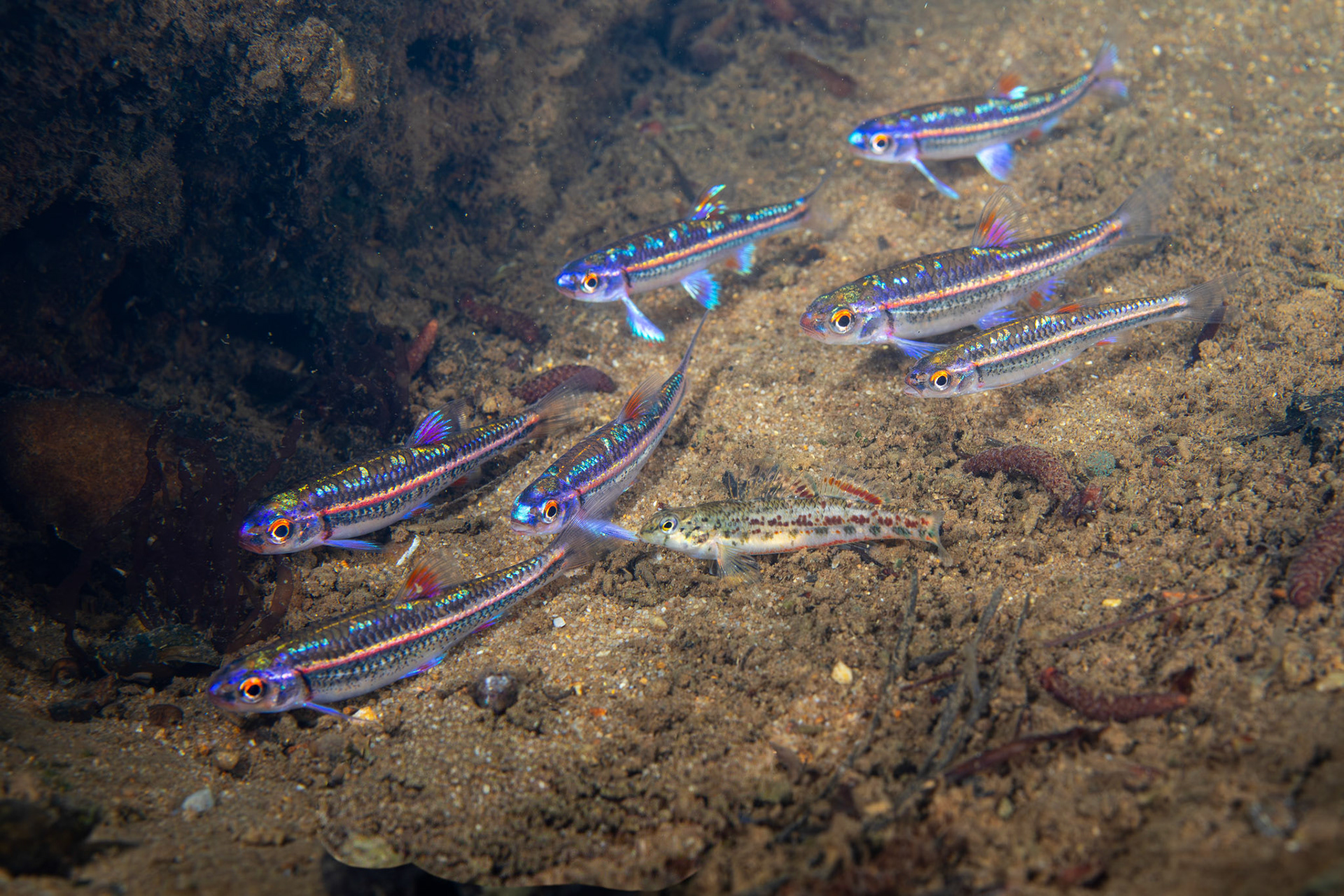Rainbow Shiners and Alabama Darter