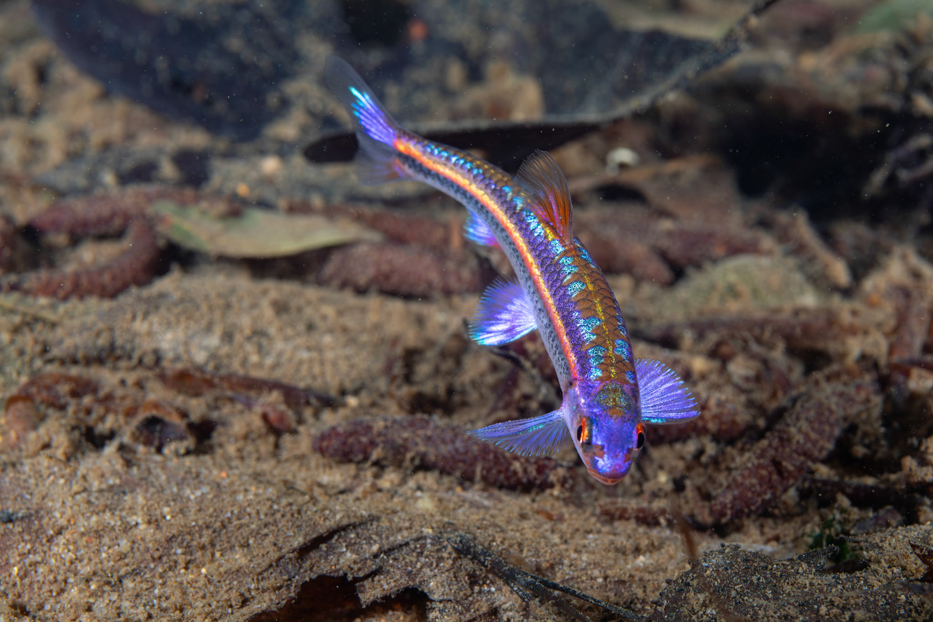 Rainbow Shiner