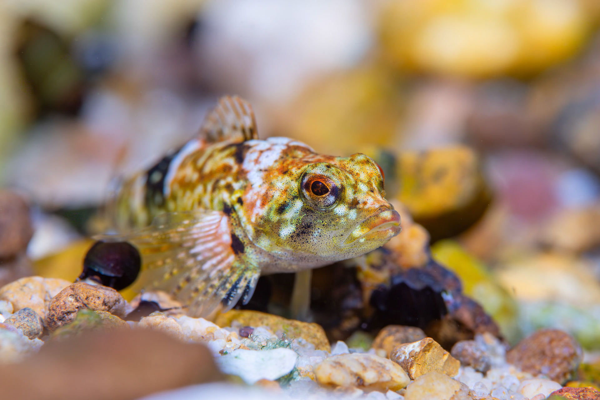 Pygmy Sculpin