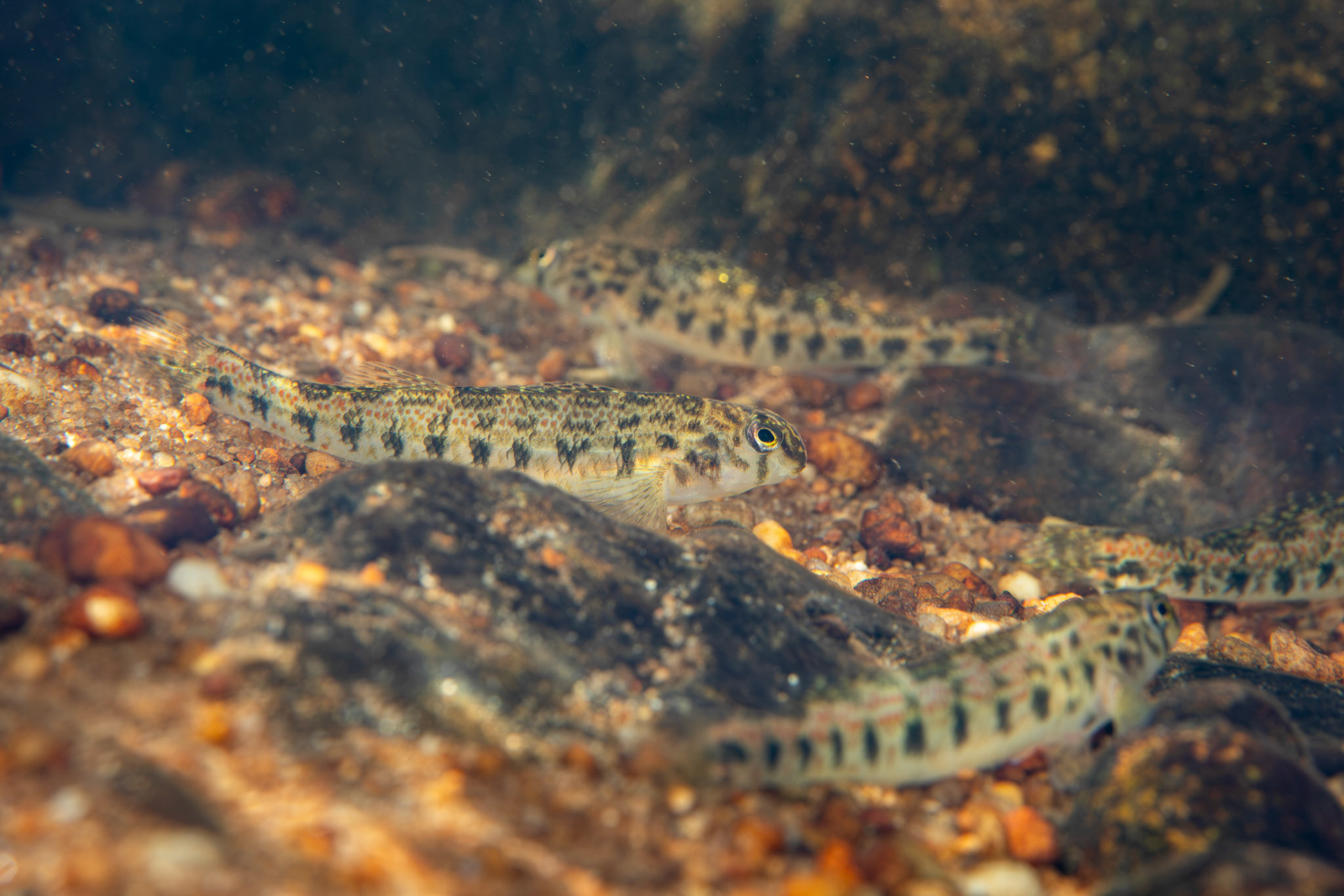 Tennessee Snubnose Darter