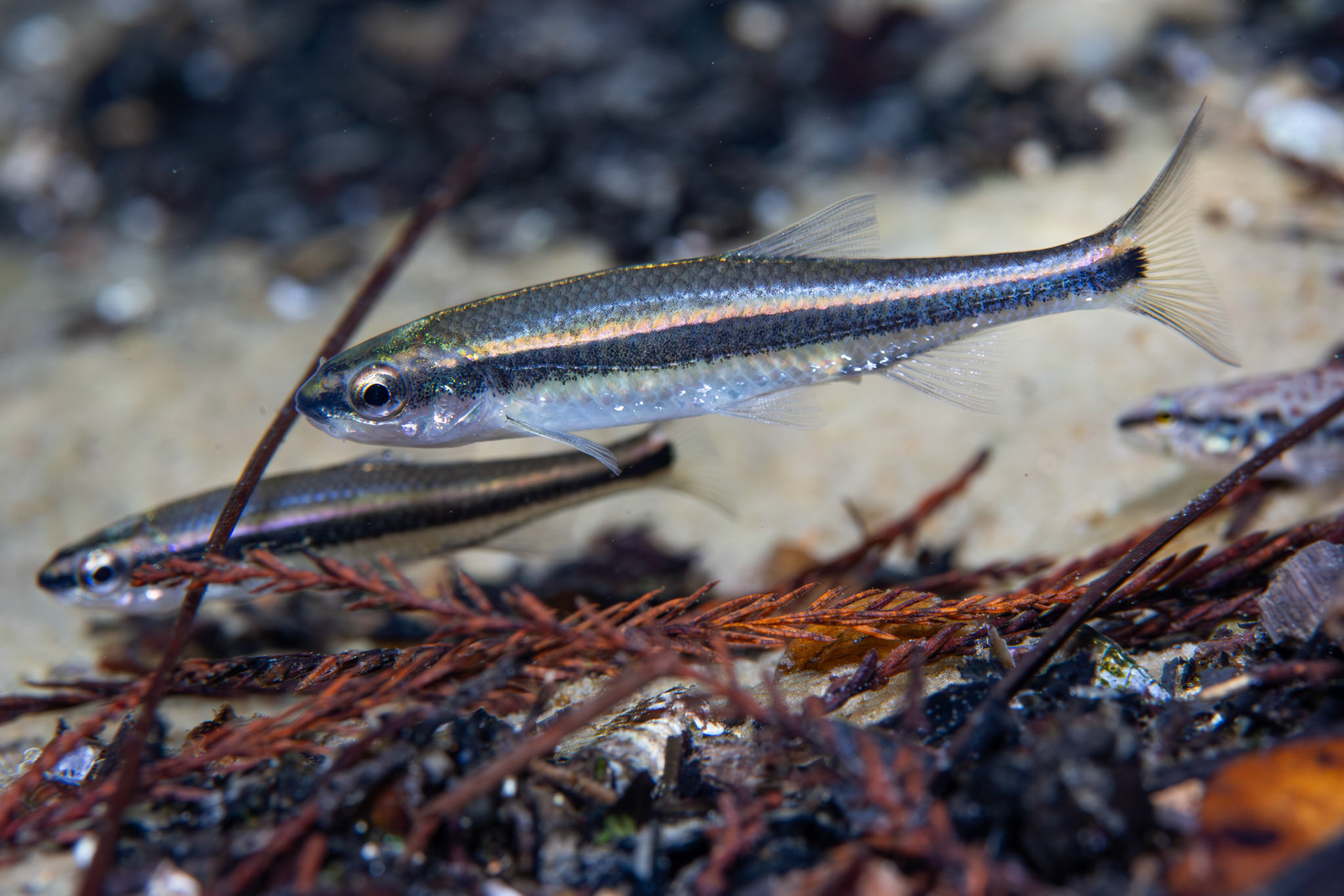 Redeye Chub