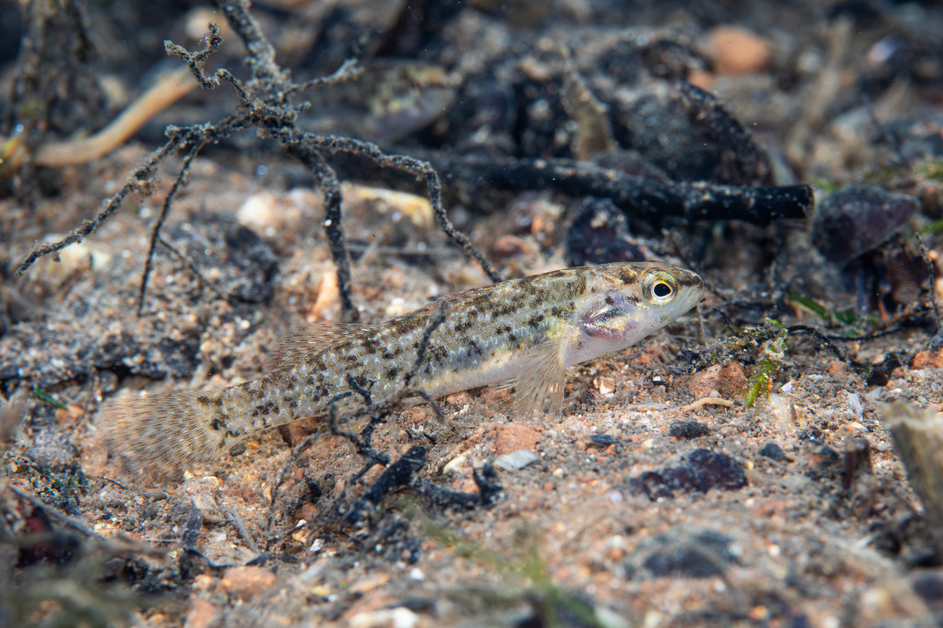 Watercress Darter