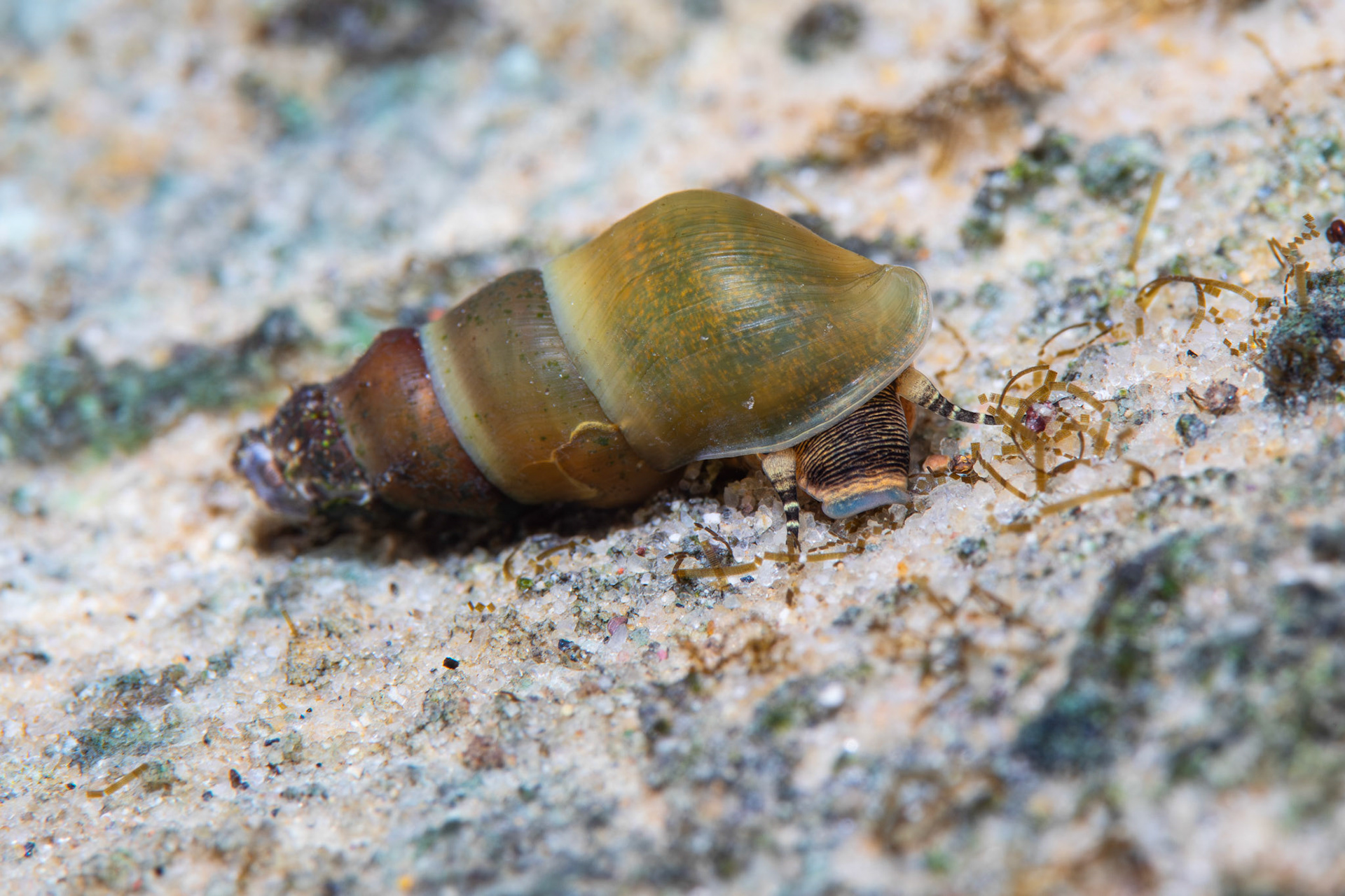 Elimia sp.