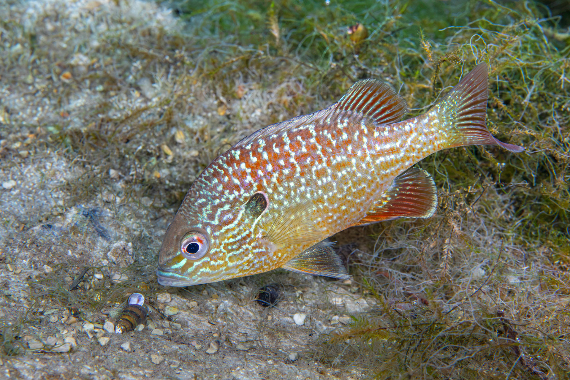 Dollar Sunfish