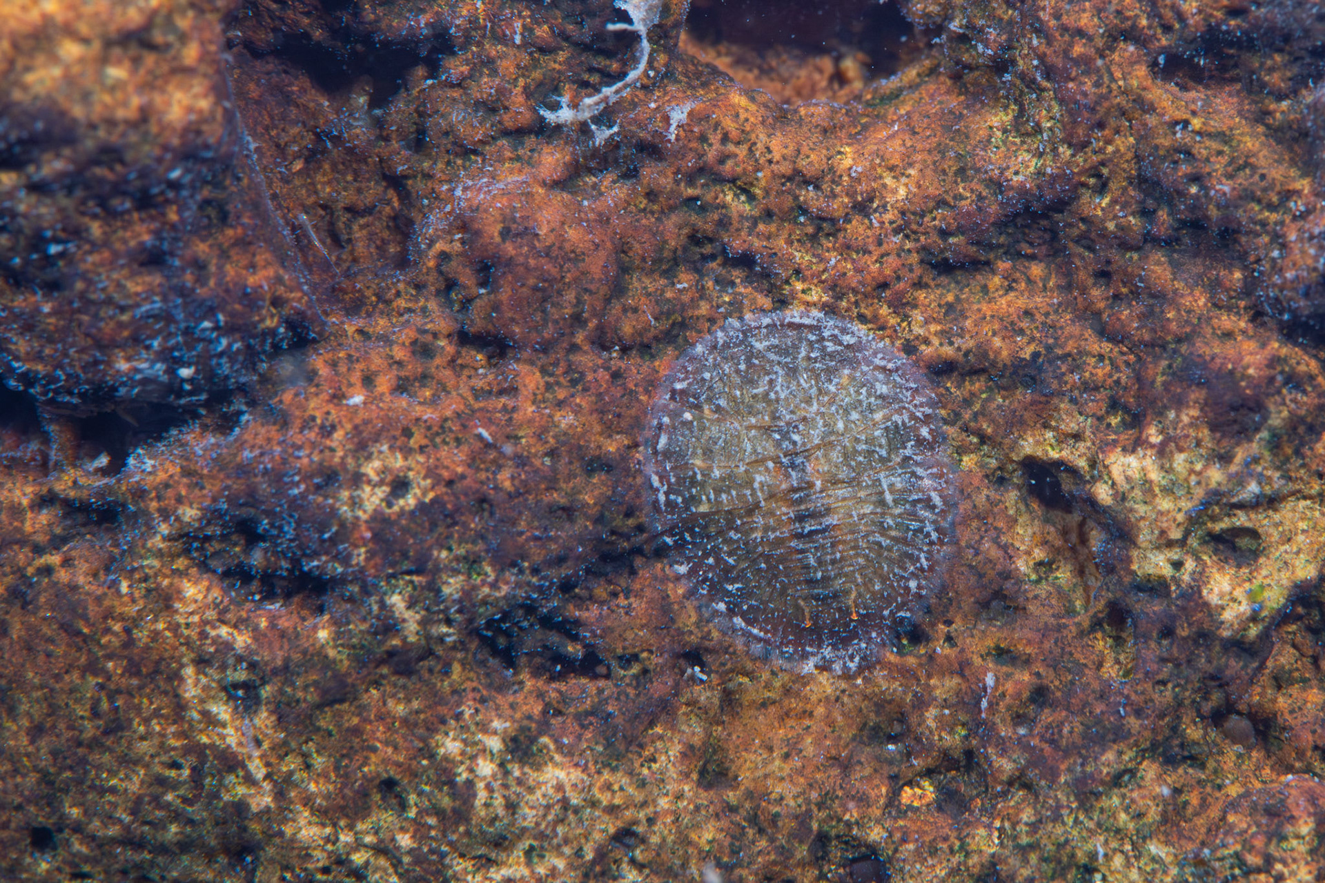 Herrick's Water Penny Beetle