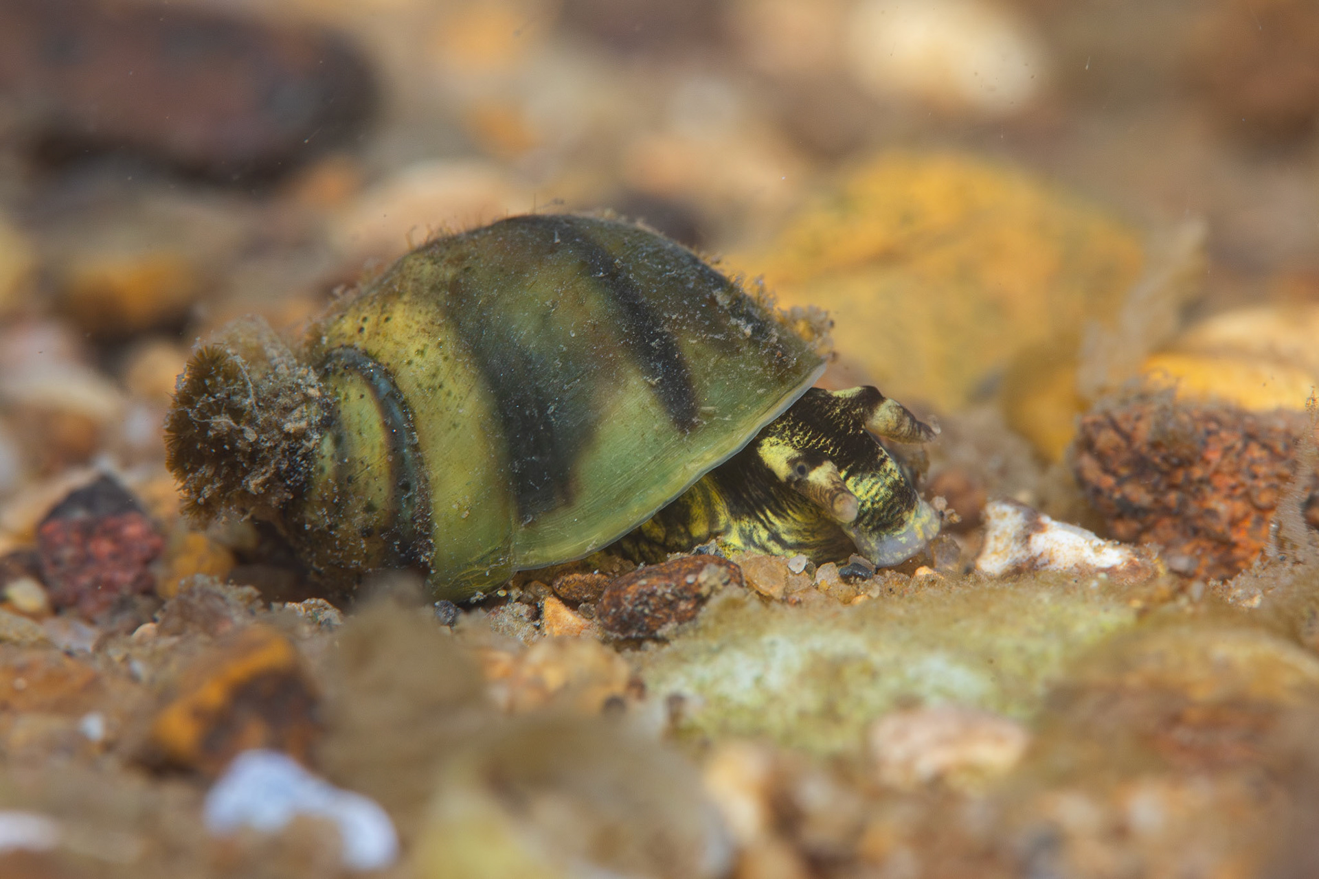 Round Rocksnail