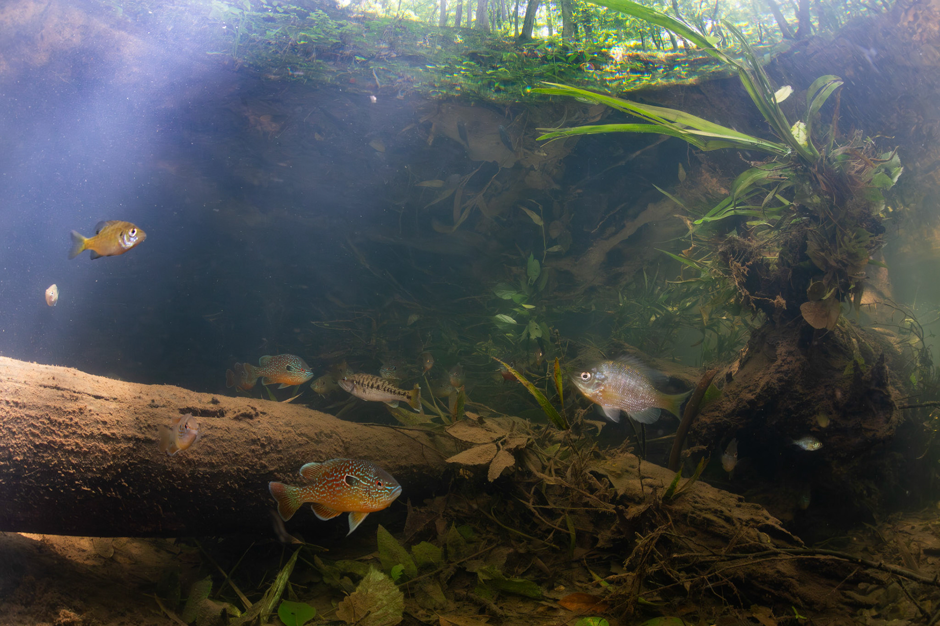 Gulf Longear and Redbreast Sunfish