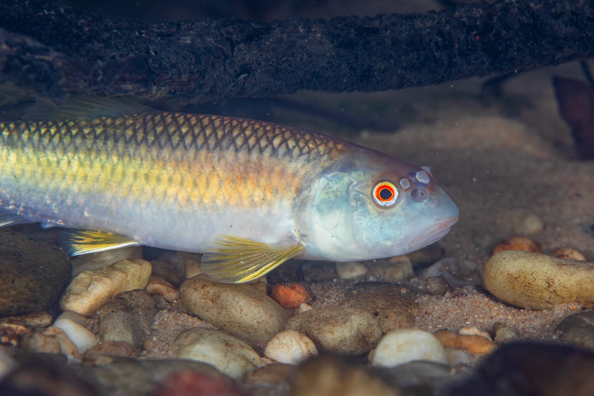 Bluehead Chub