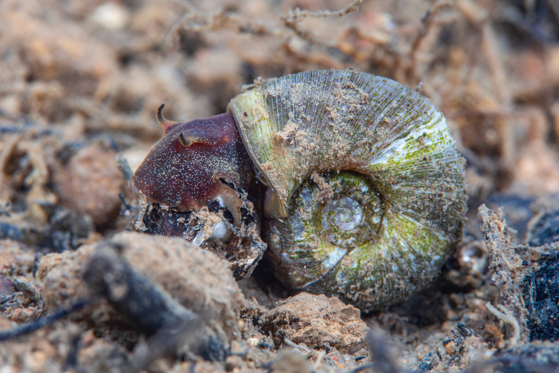 Marsh Ramshorn