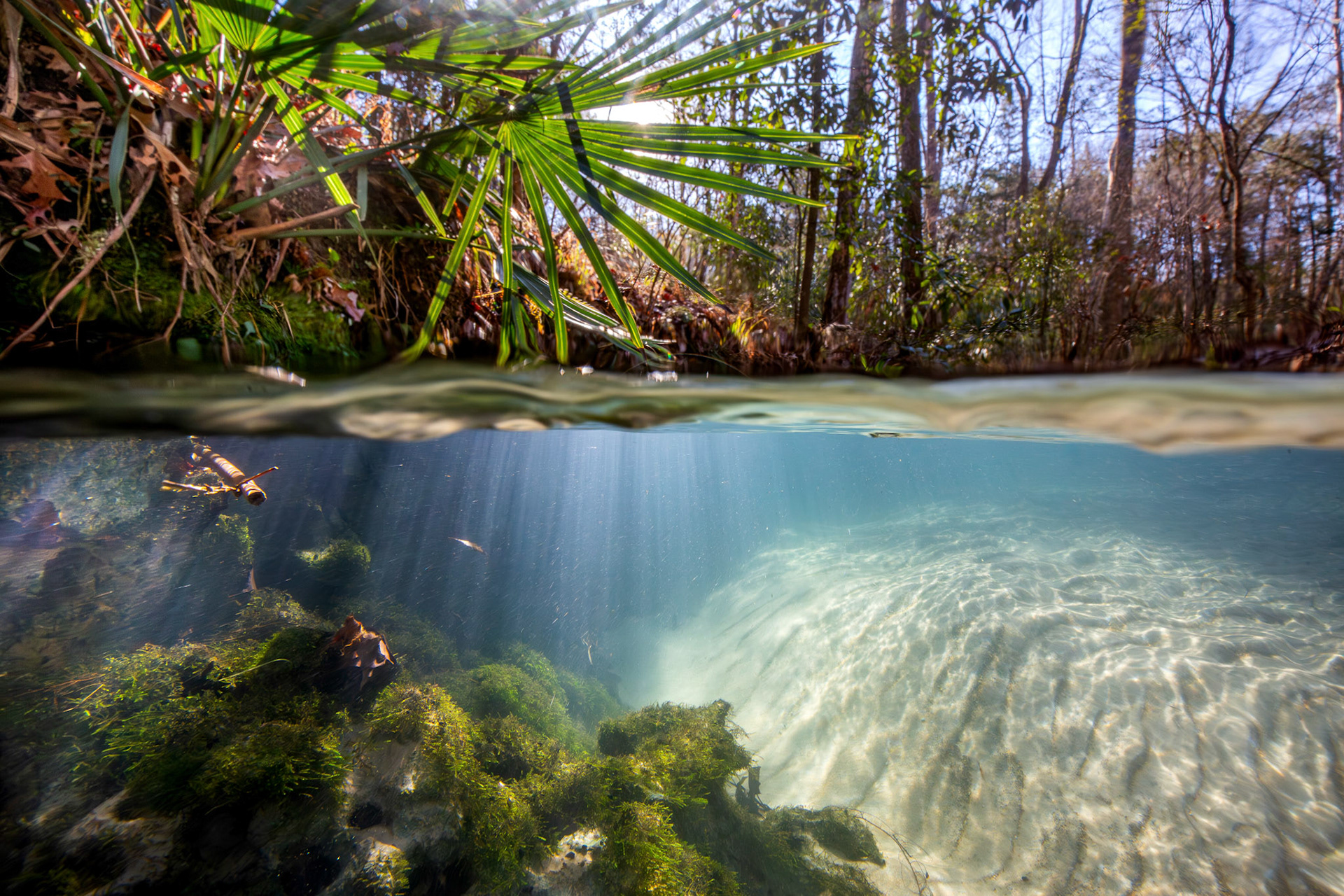 Conecuh National Forest spring run in southern Alabama