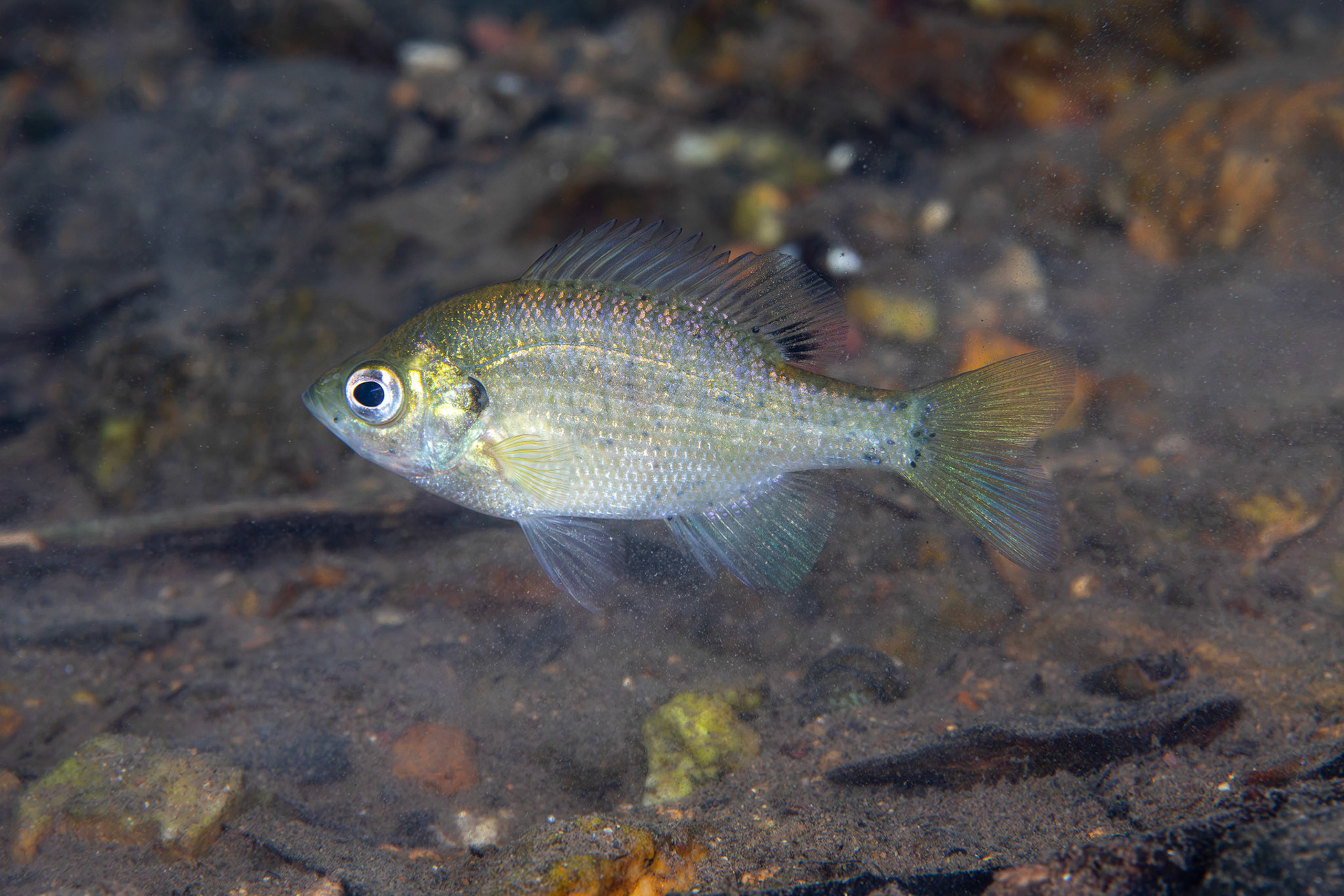 Bluegill