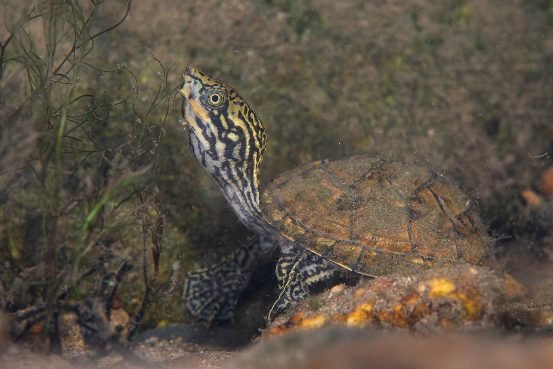 Stripe-necked Musk Turtle