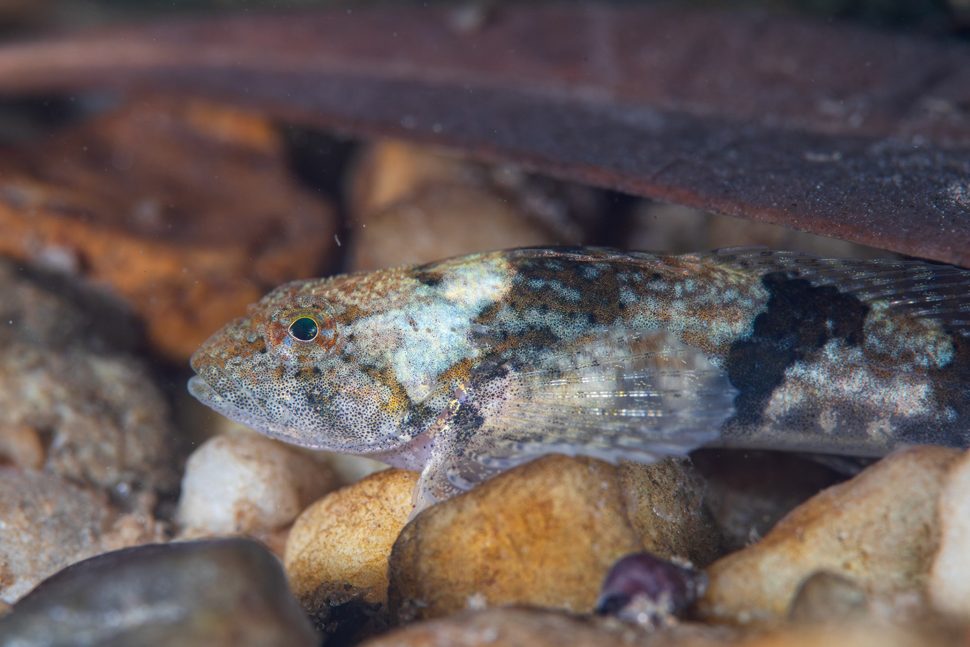 Banded Sculpin