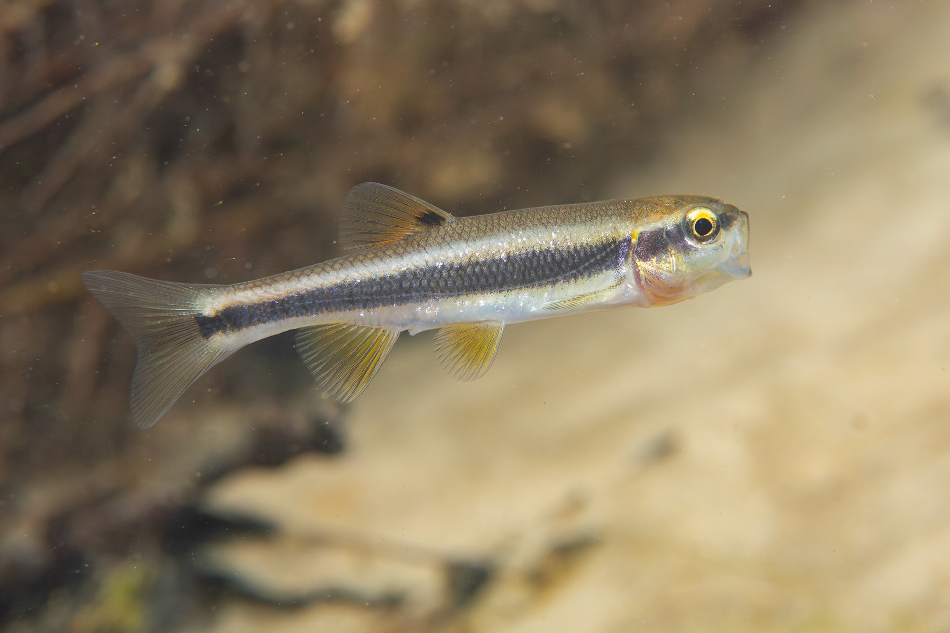 Dixie Chub