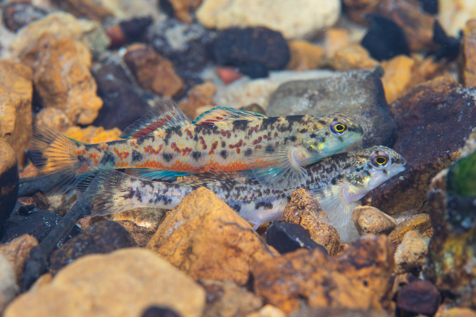 Tombigbee Darter