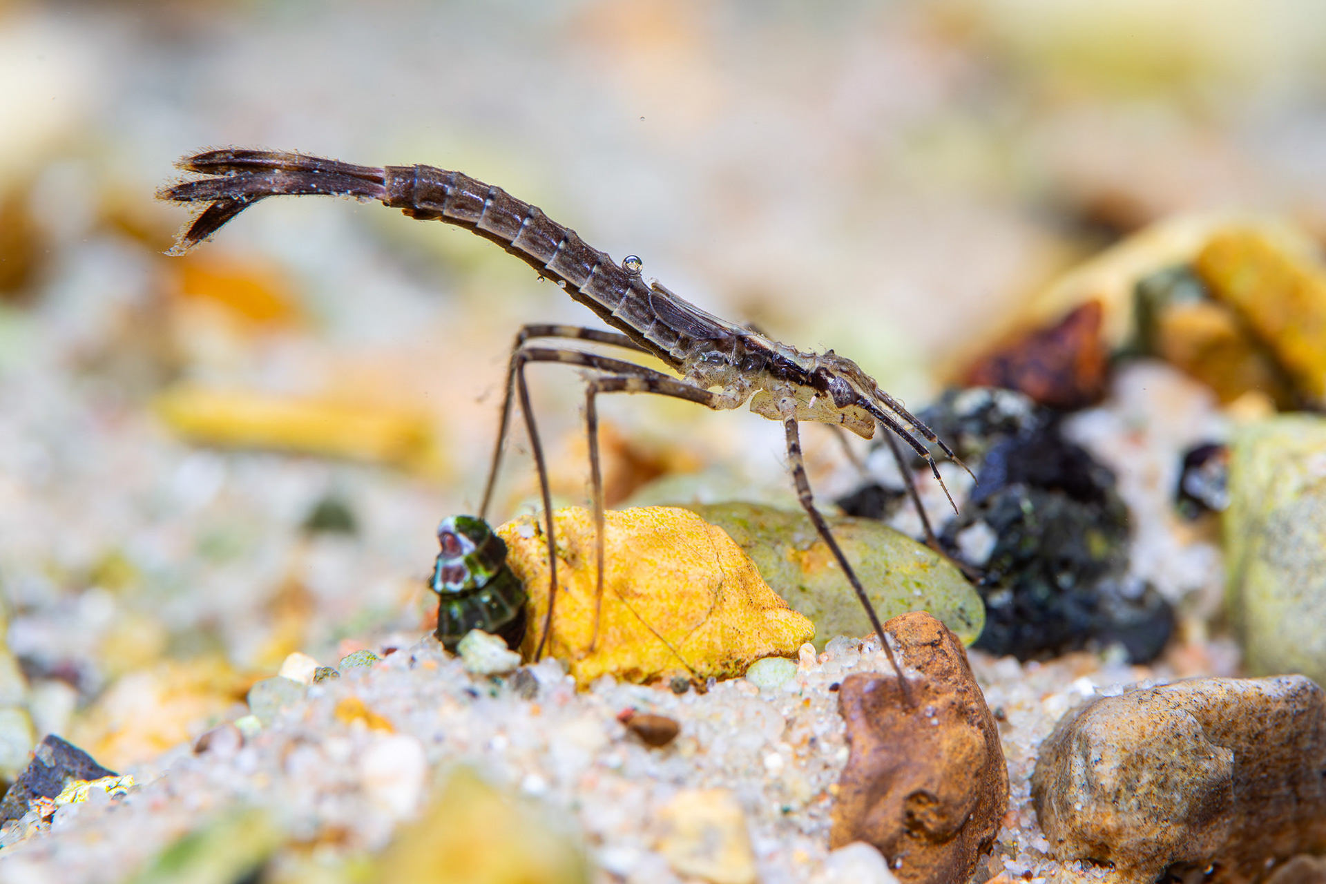 Ebony Jewelwing Naiad