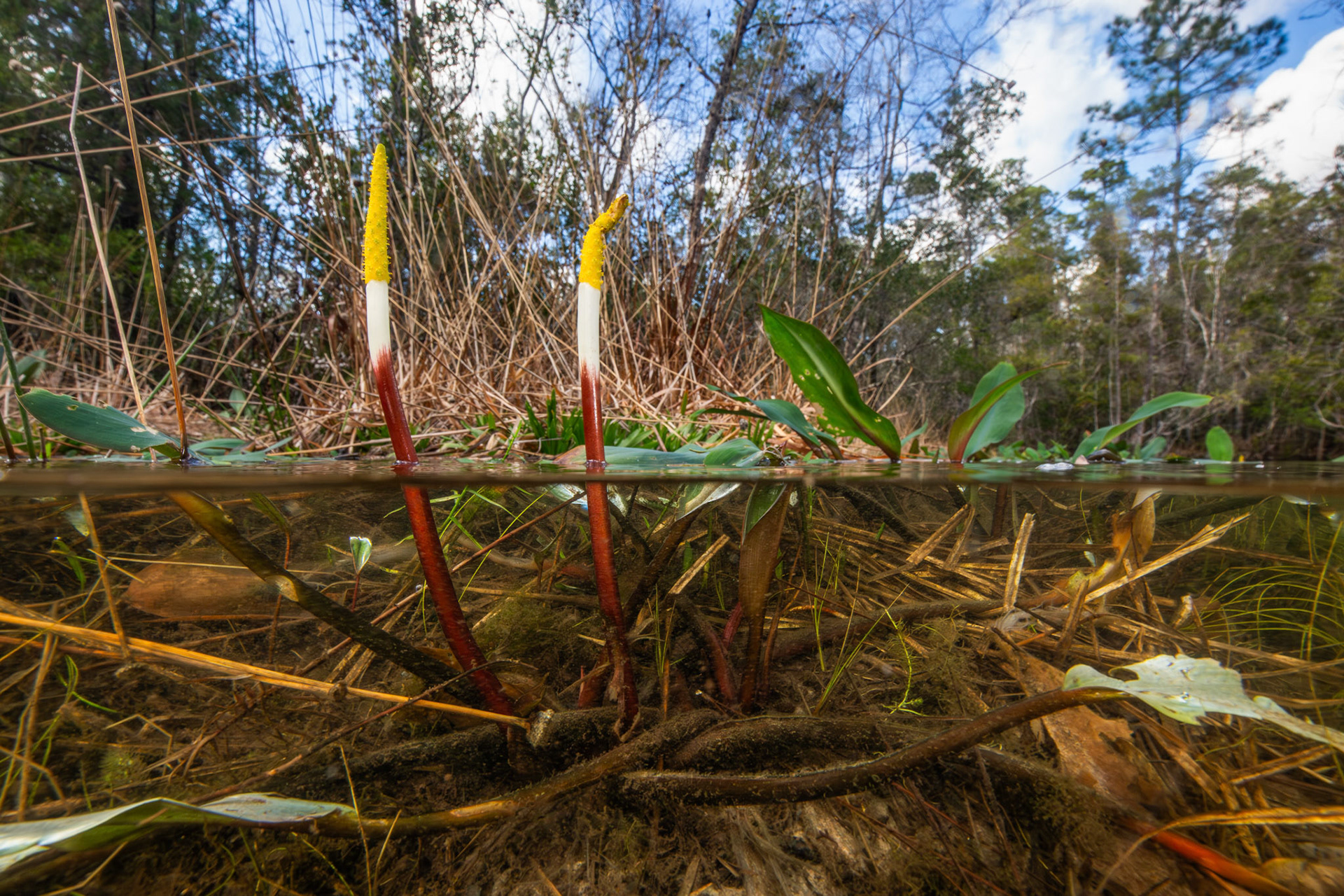 Golden Club - Florida