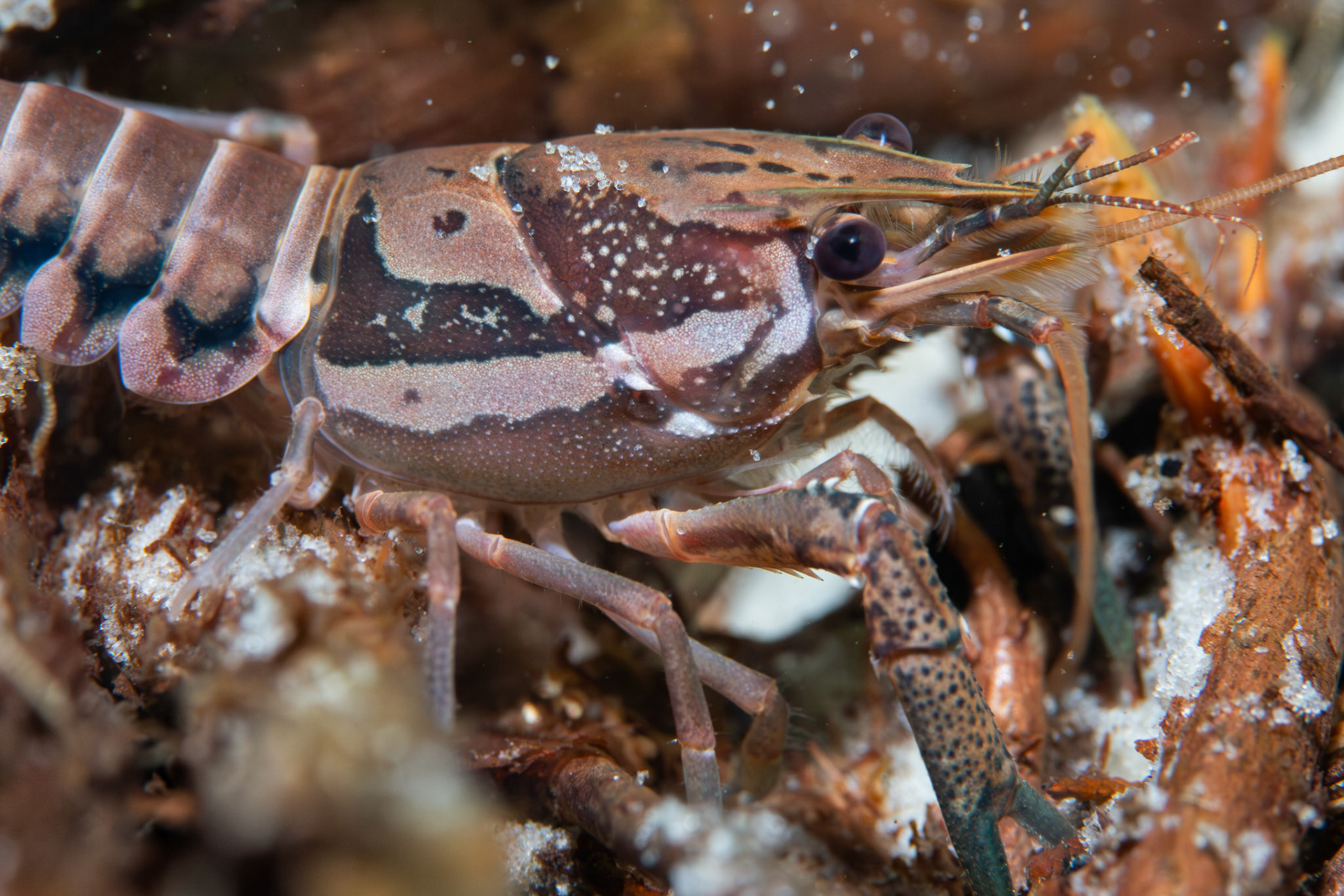 Sly Crayfish (Procambarus versutus)