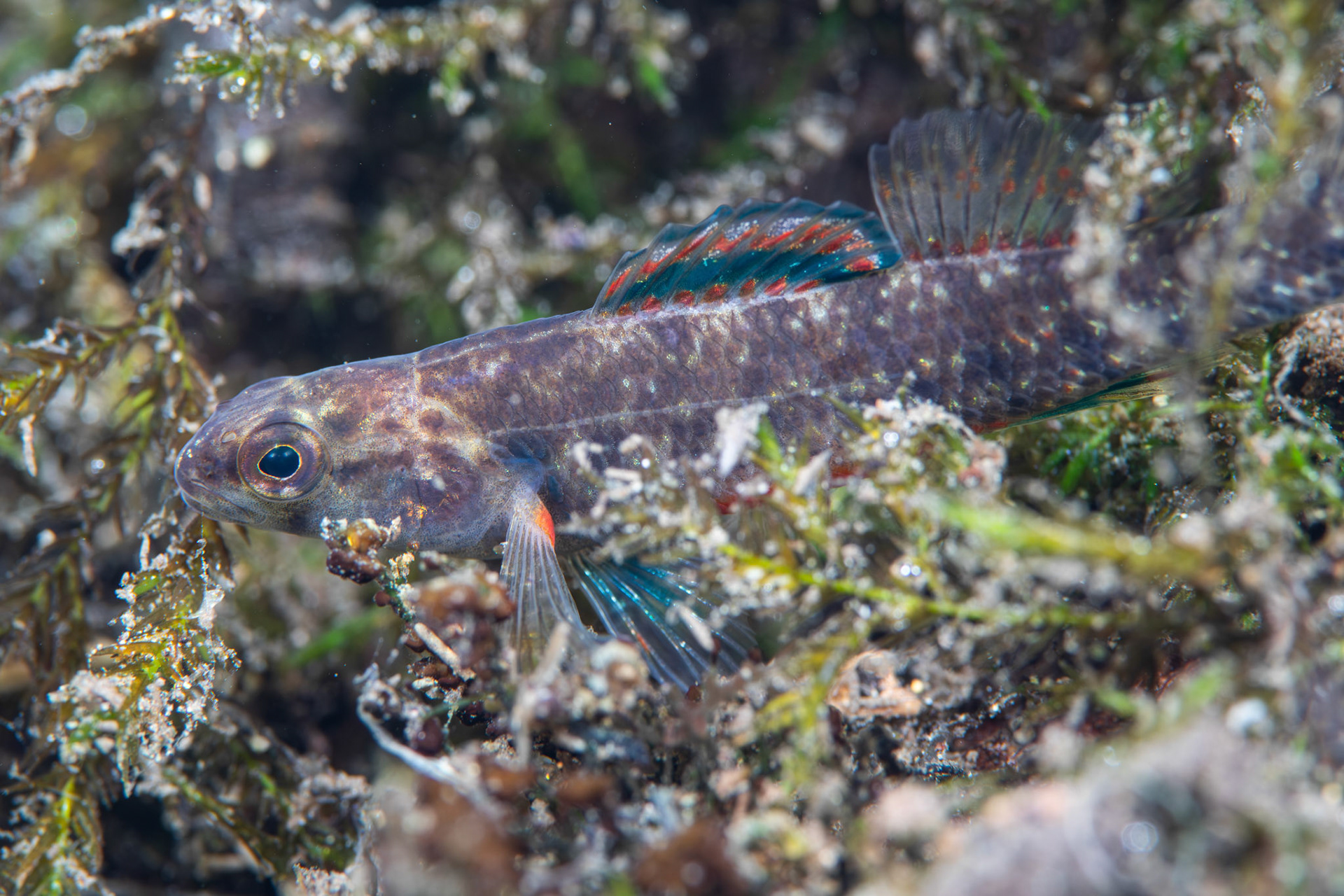 Watercress Darter (Etheostoma nuchale)