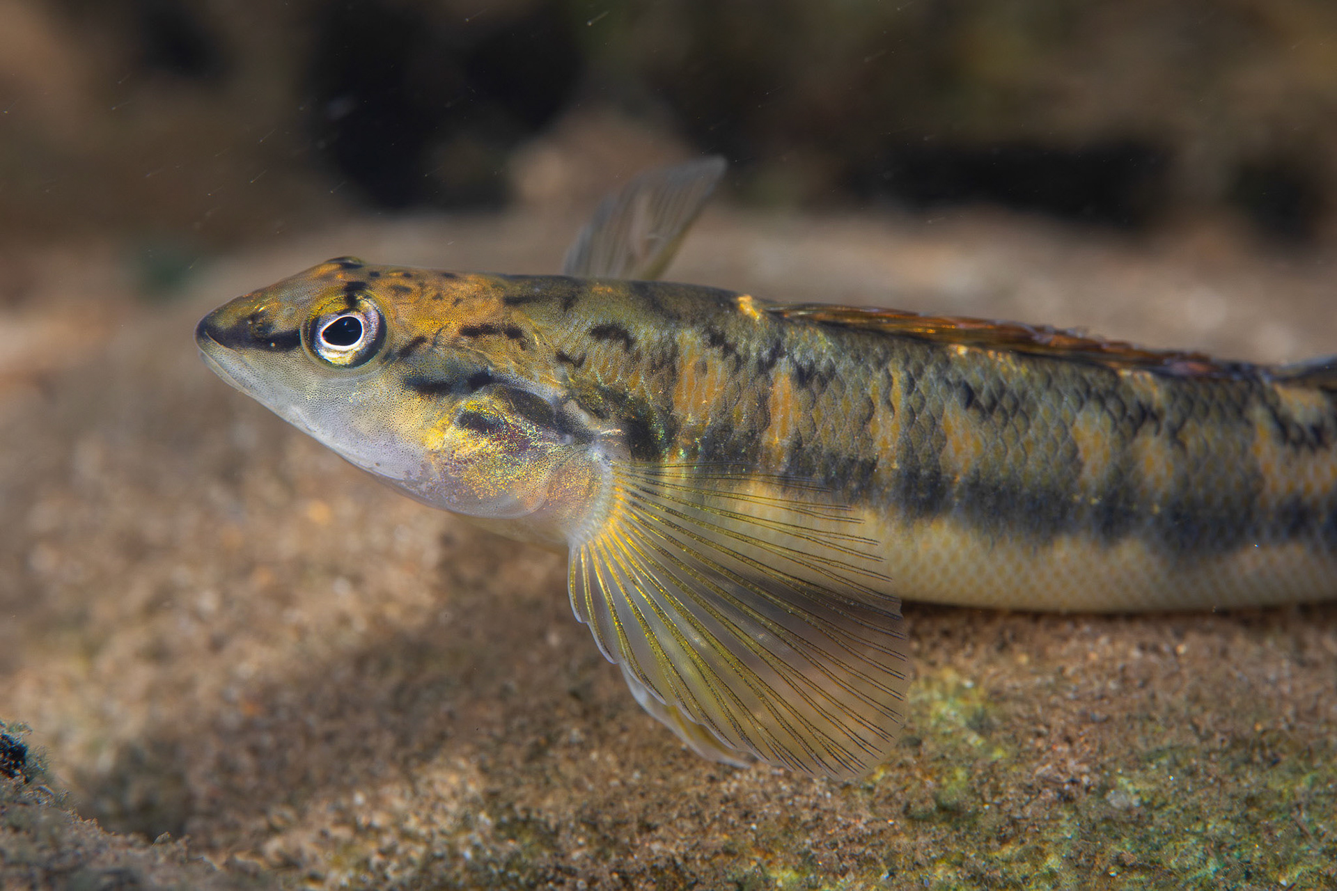 Bronze Darter
