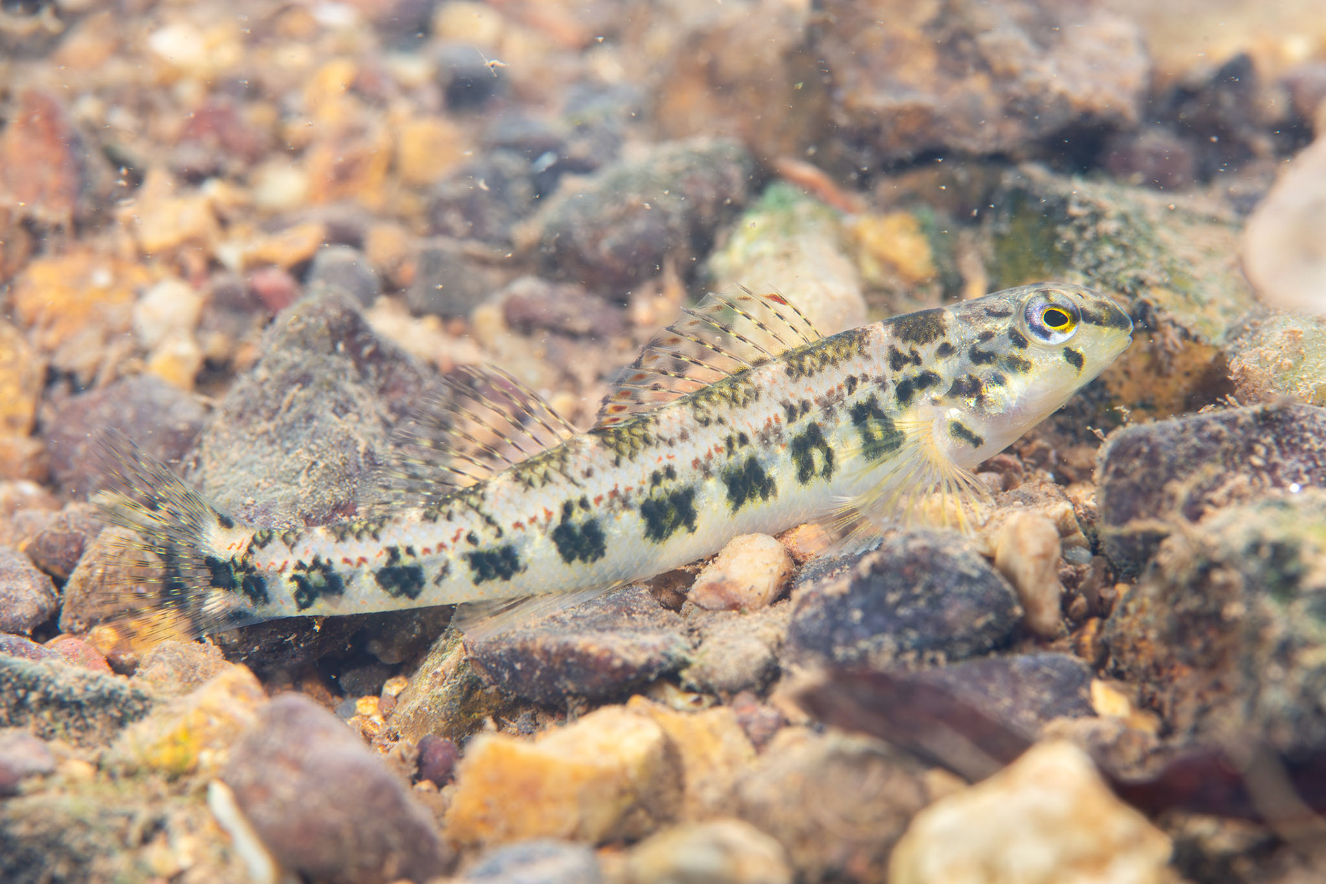 Birmingham Darter (Etheostoma birminghamense)