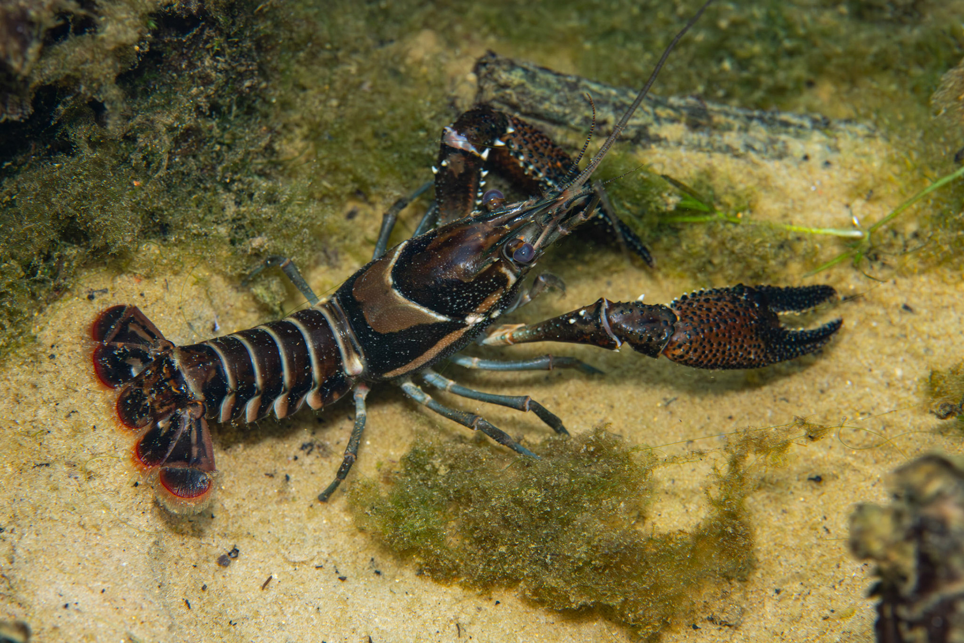 Sly Crayfish